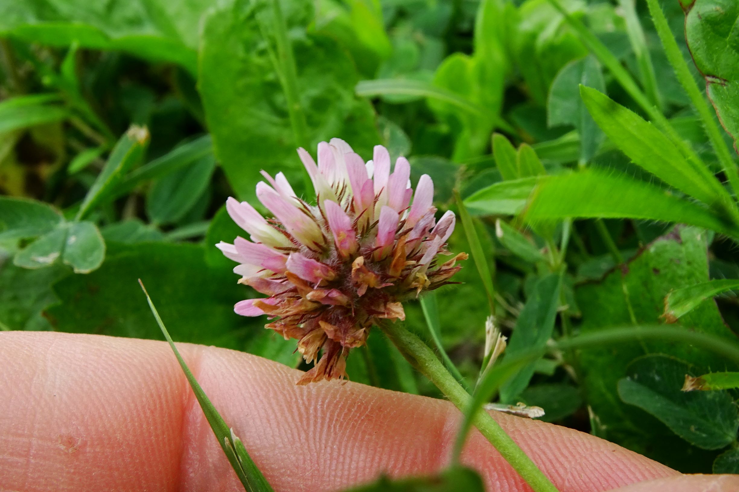 DSC08751 bb trifolium fragiferum.JPG