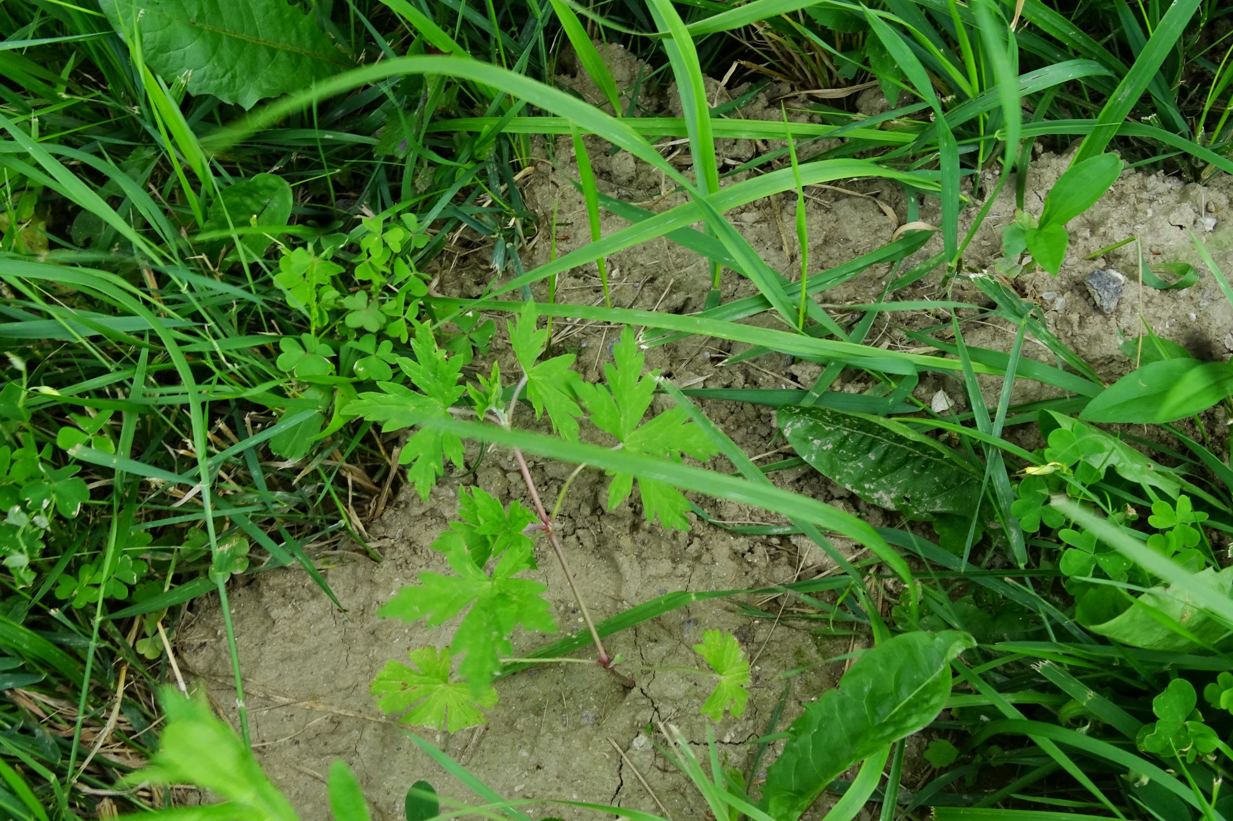 DSC08755 bb geranium sibiricum.JPG