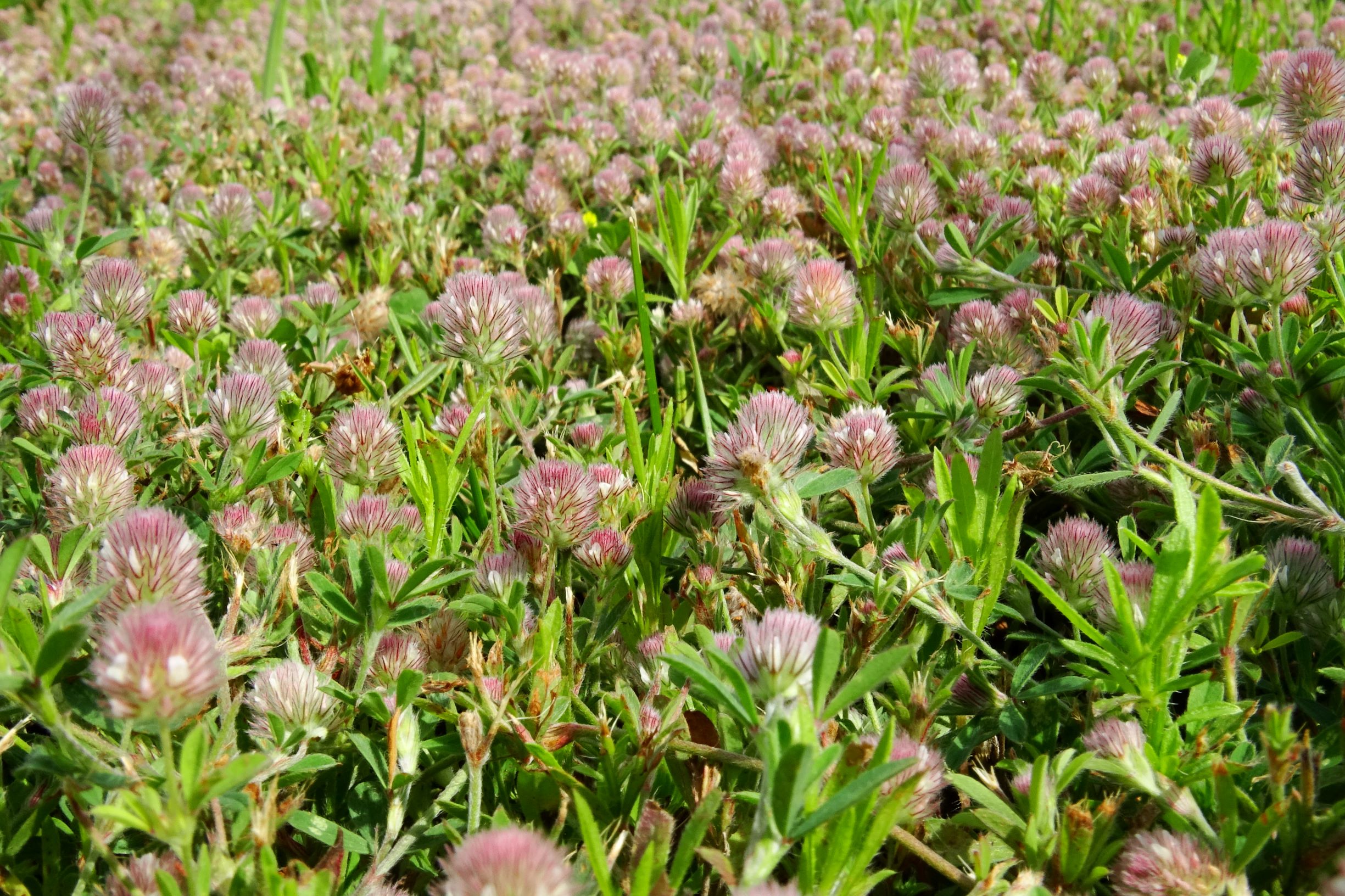 DSC08779 bb trifolium arvense.JPG