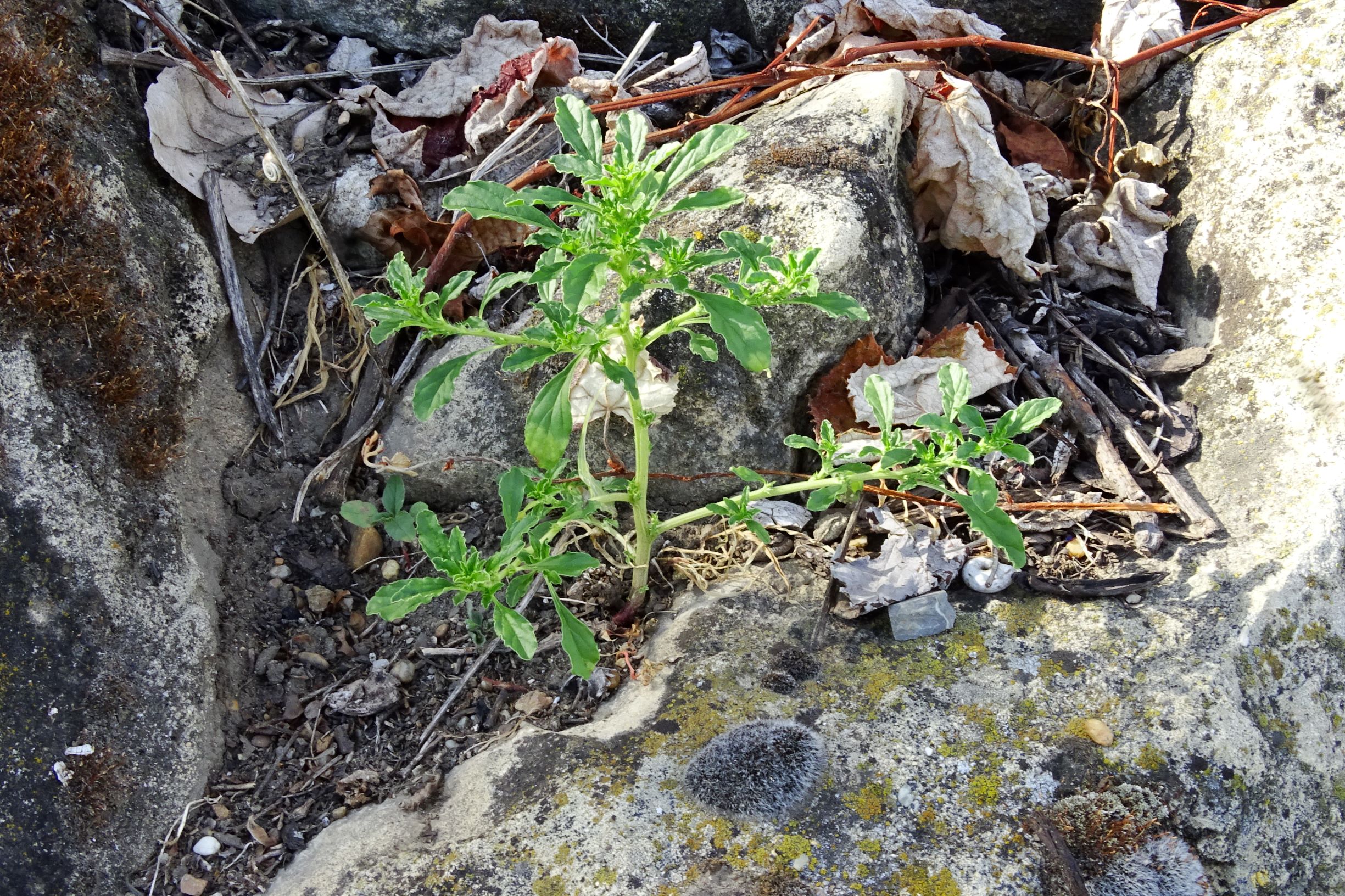 DSC08945 bb amaranthus albus.JPG