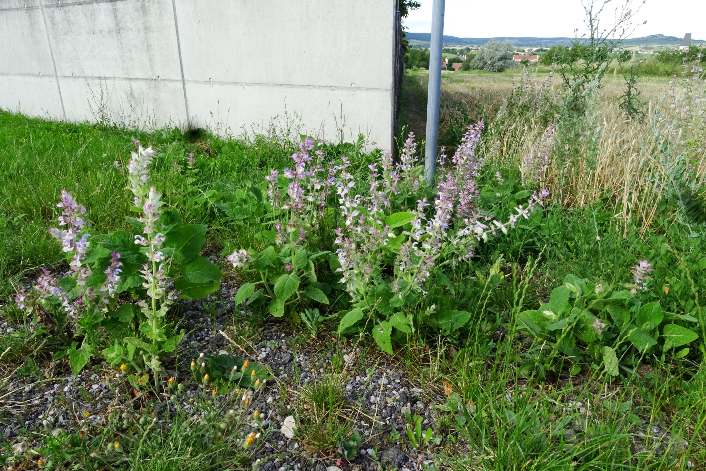 DSC08968 bb salvia sclarea.JPG