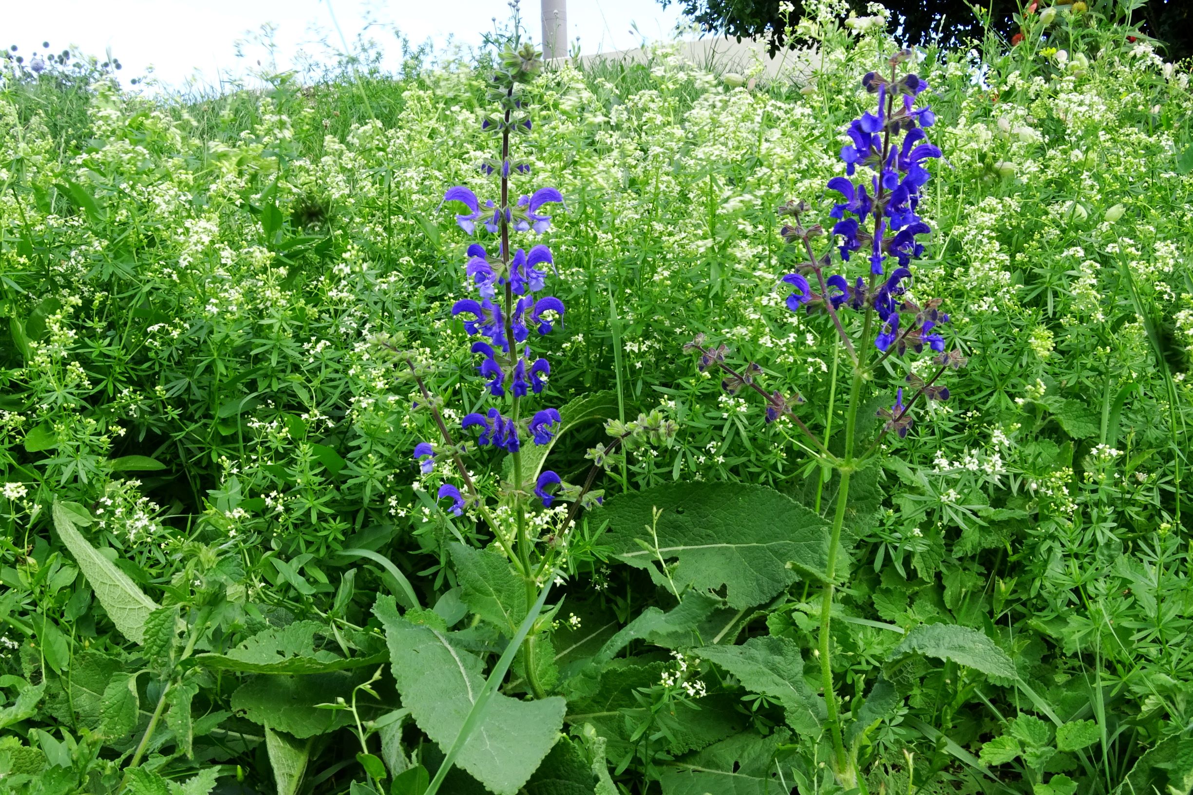 DSC08971 salvia pratensis, galium mollugo agg..JPG