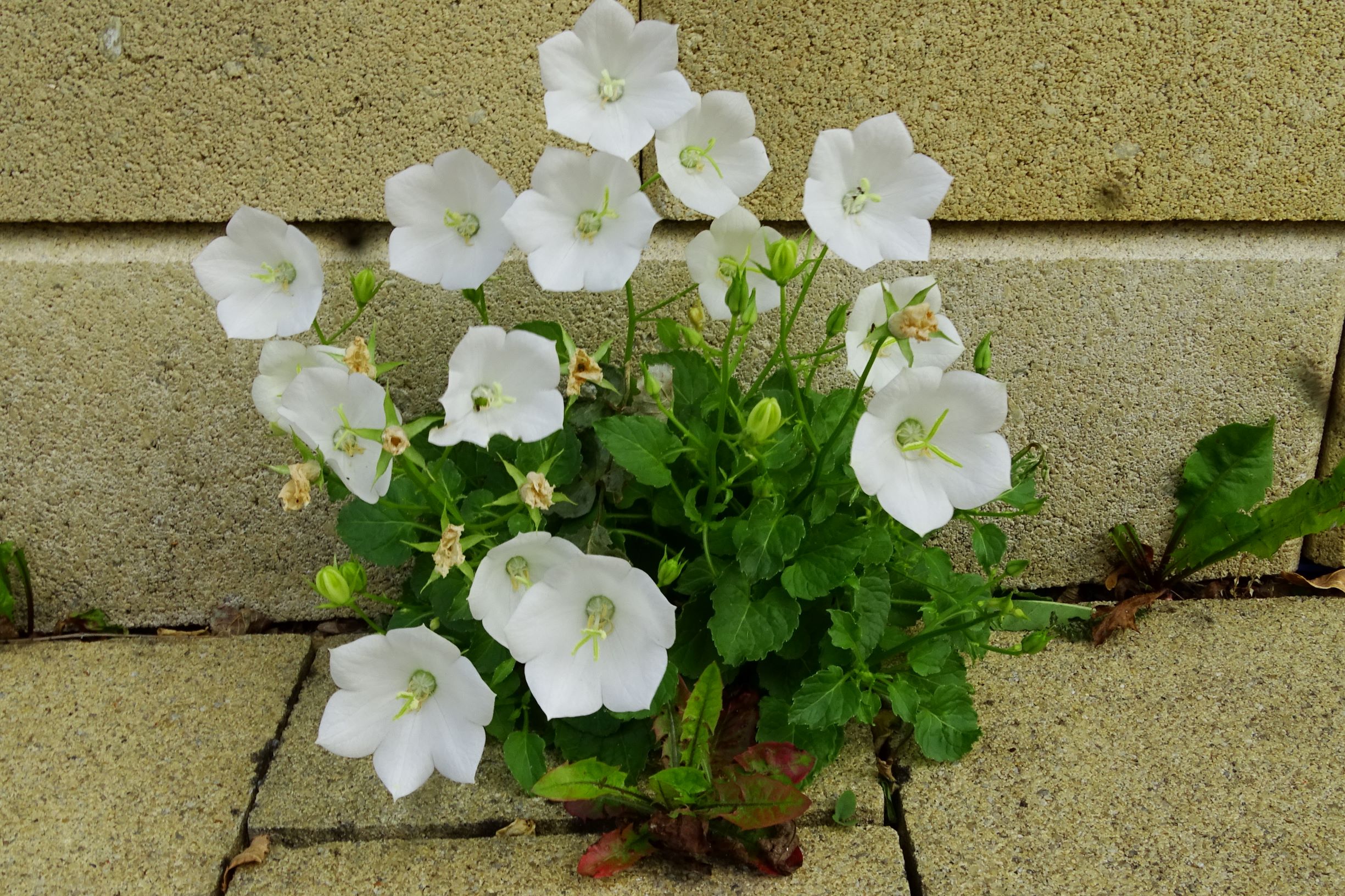 DSC08980 bb campanula carpatica.JPG