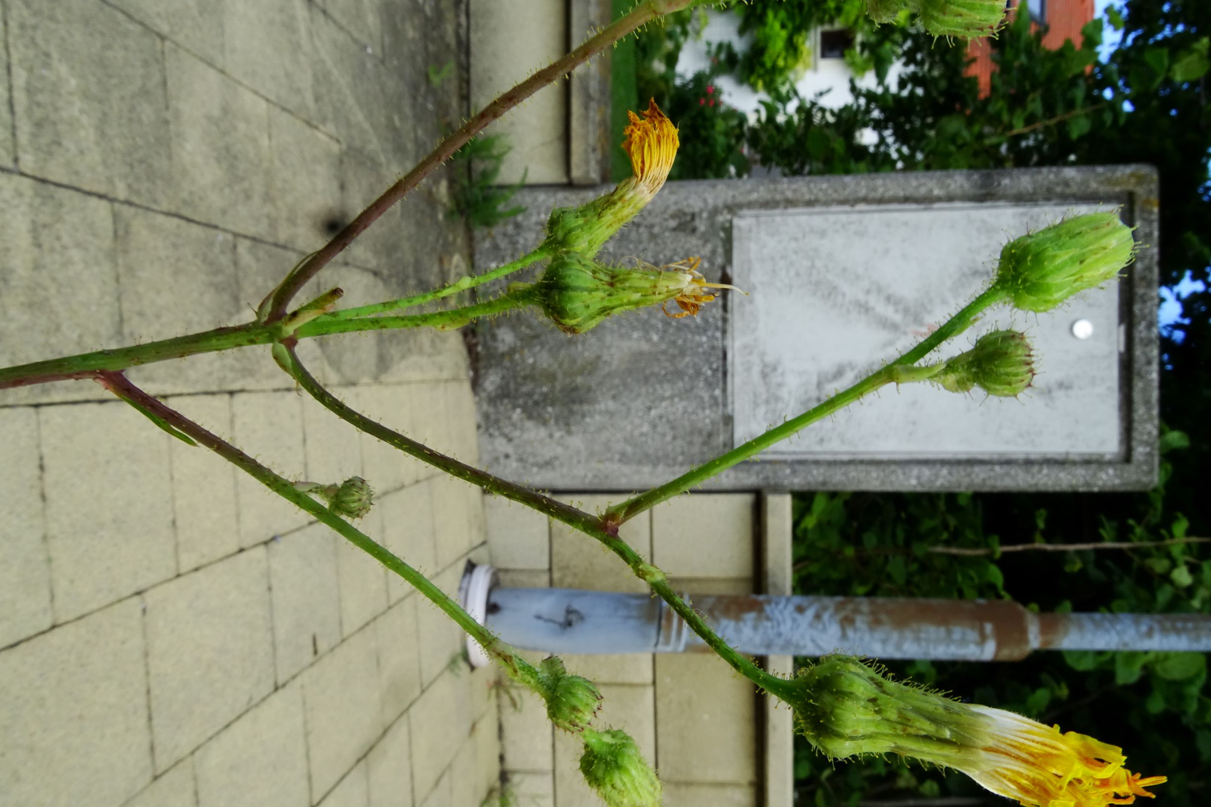 DSC08984 sonchus a. arvensis.JPG