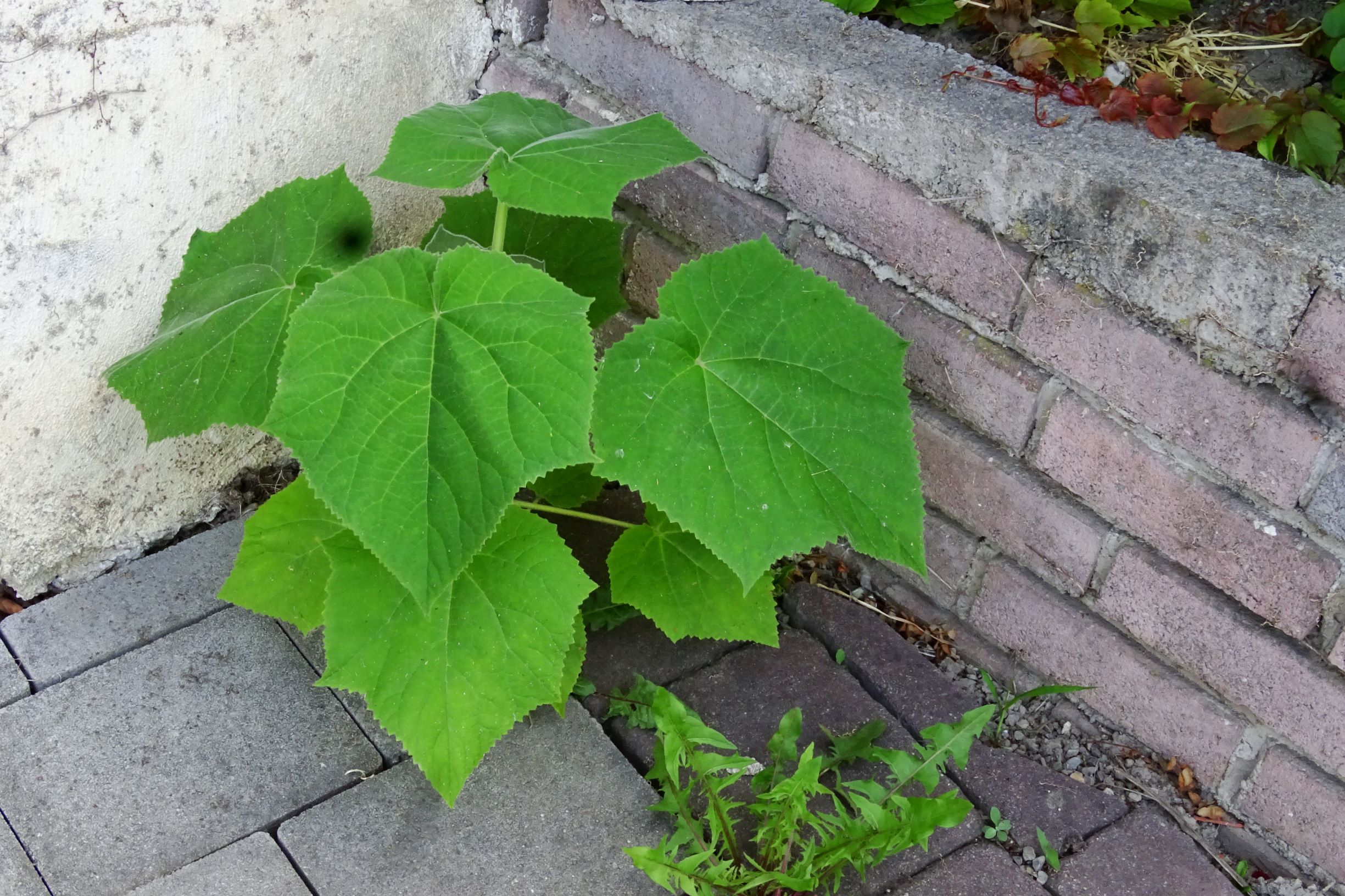 DSC09023 bb paulownia tomentosa.JPG