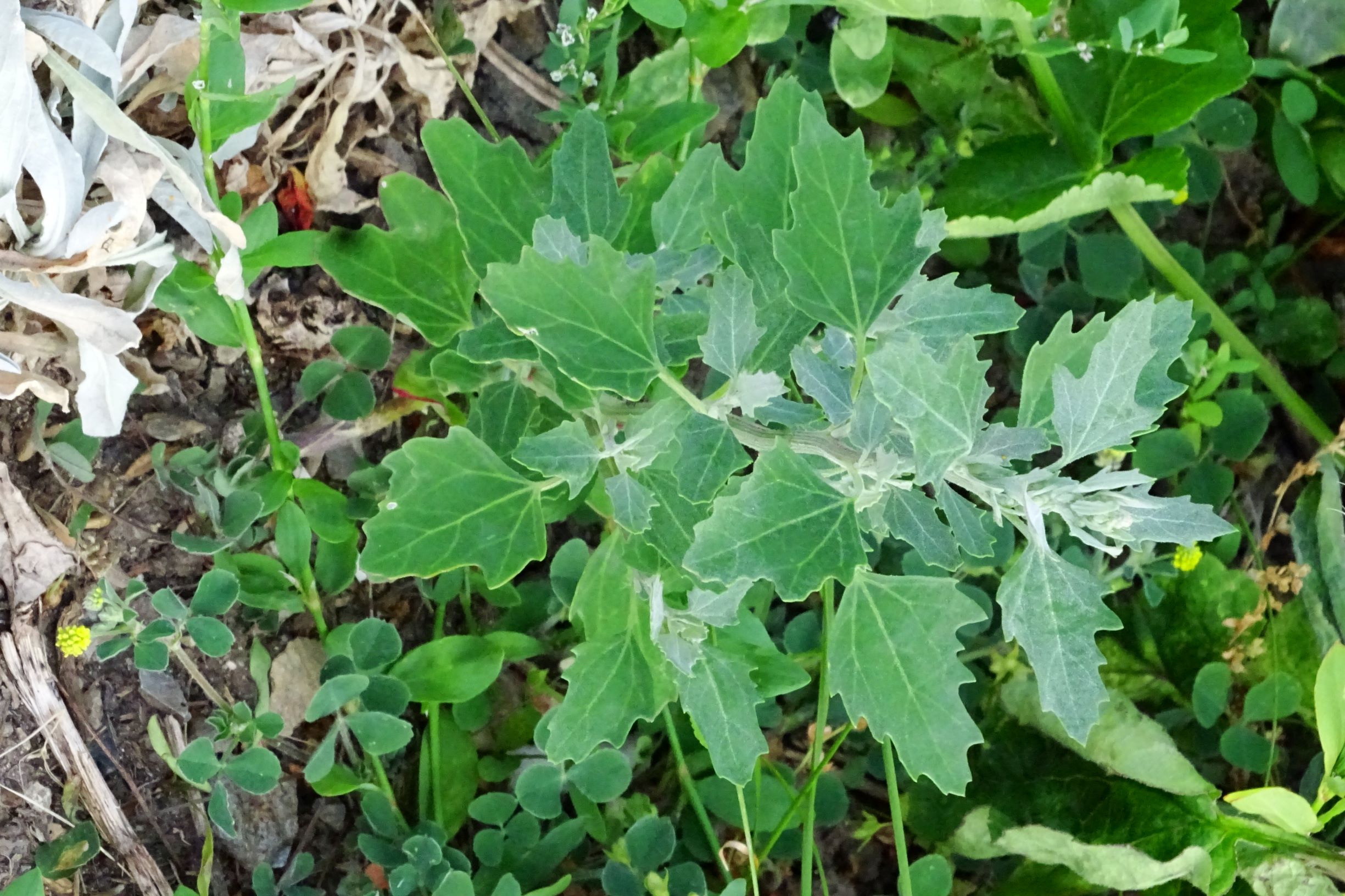 DSC09027 bb chenopodium sp..JPG