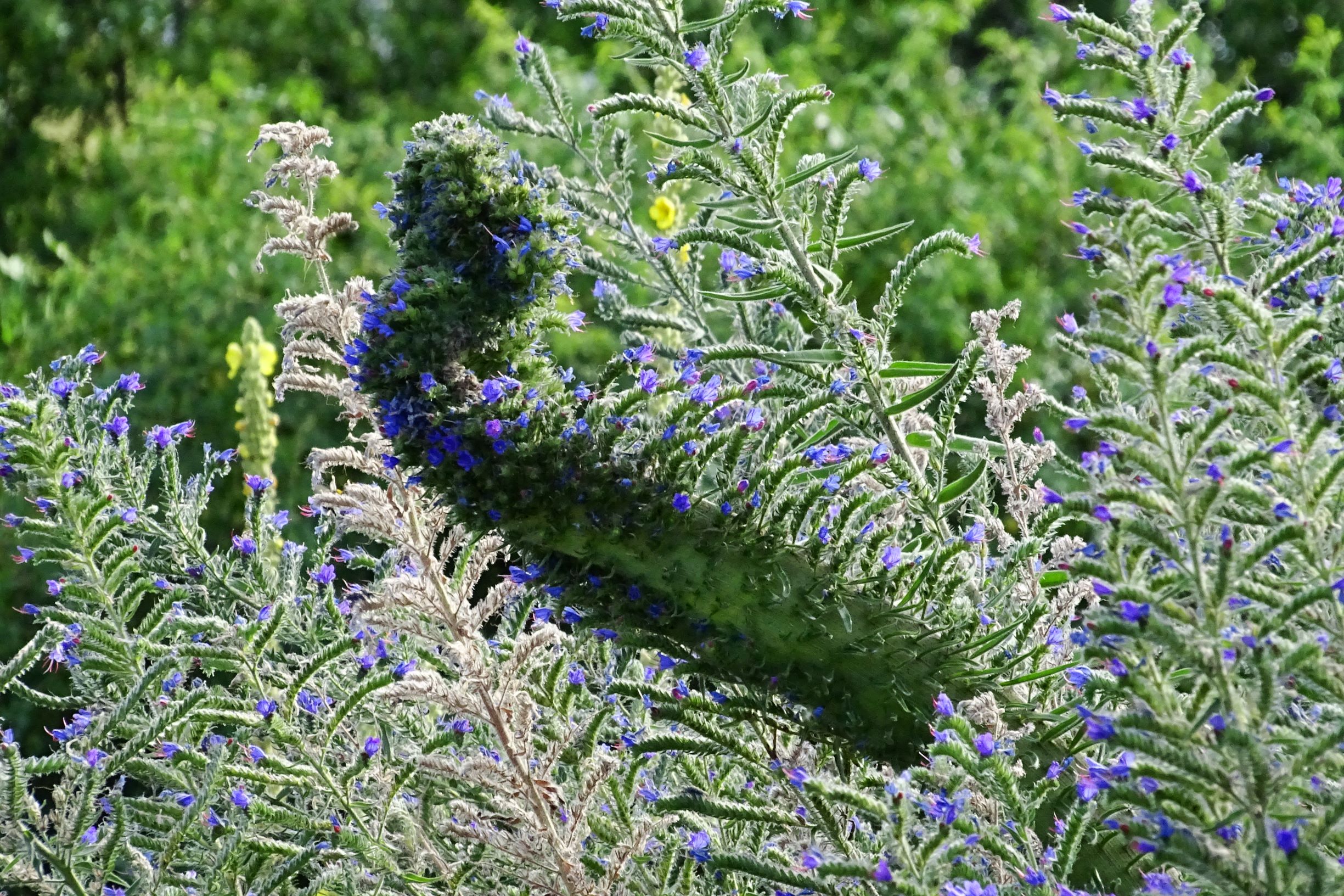 DSC09010 bb echium vulgare verbänderung.JPG