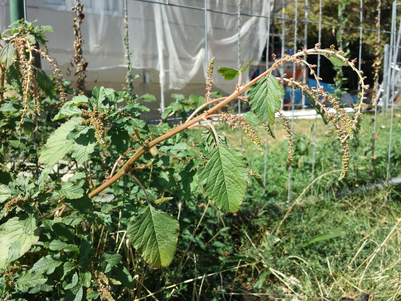 Amaranthus viridis 6.jpg