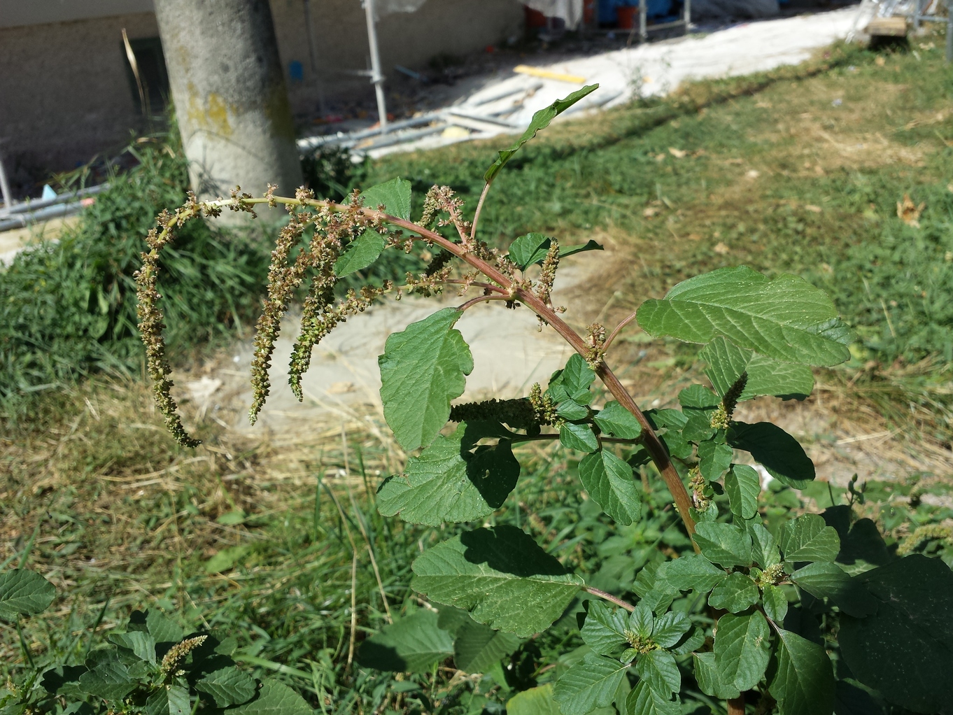 Amaranthus viridis 7.jpg