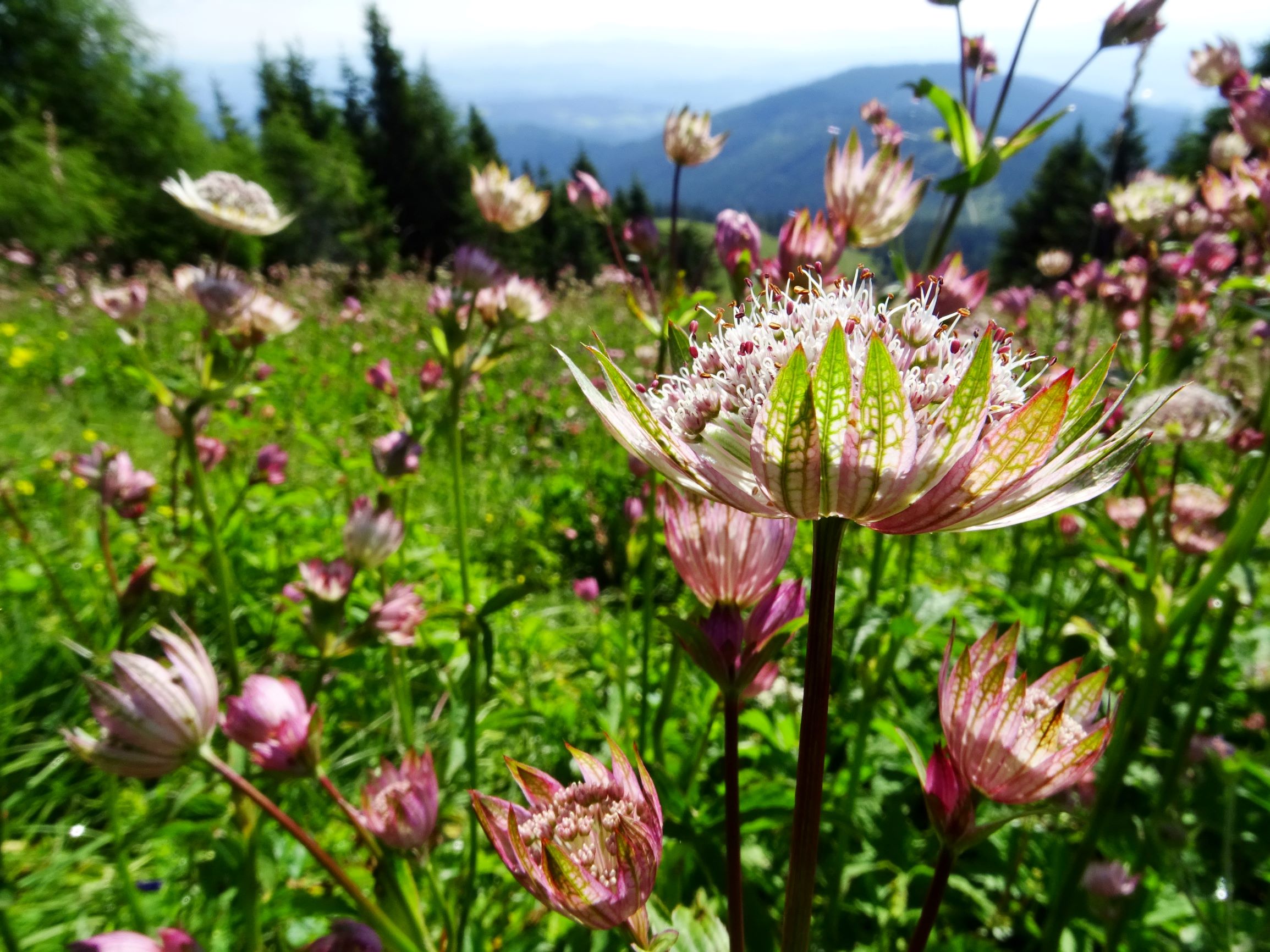 DSC09221 brandkogel astrantia major cf. var. involucrata.JPG