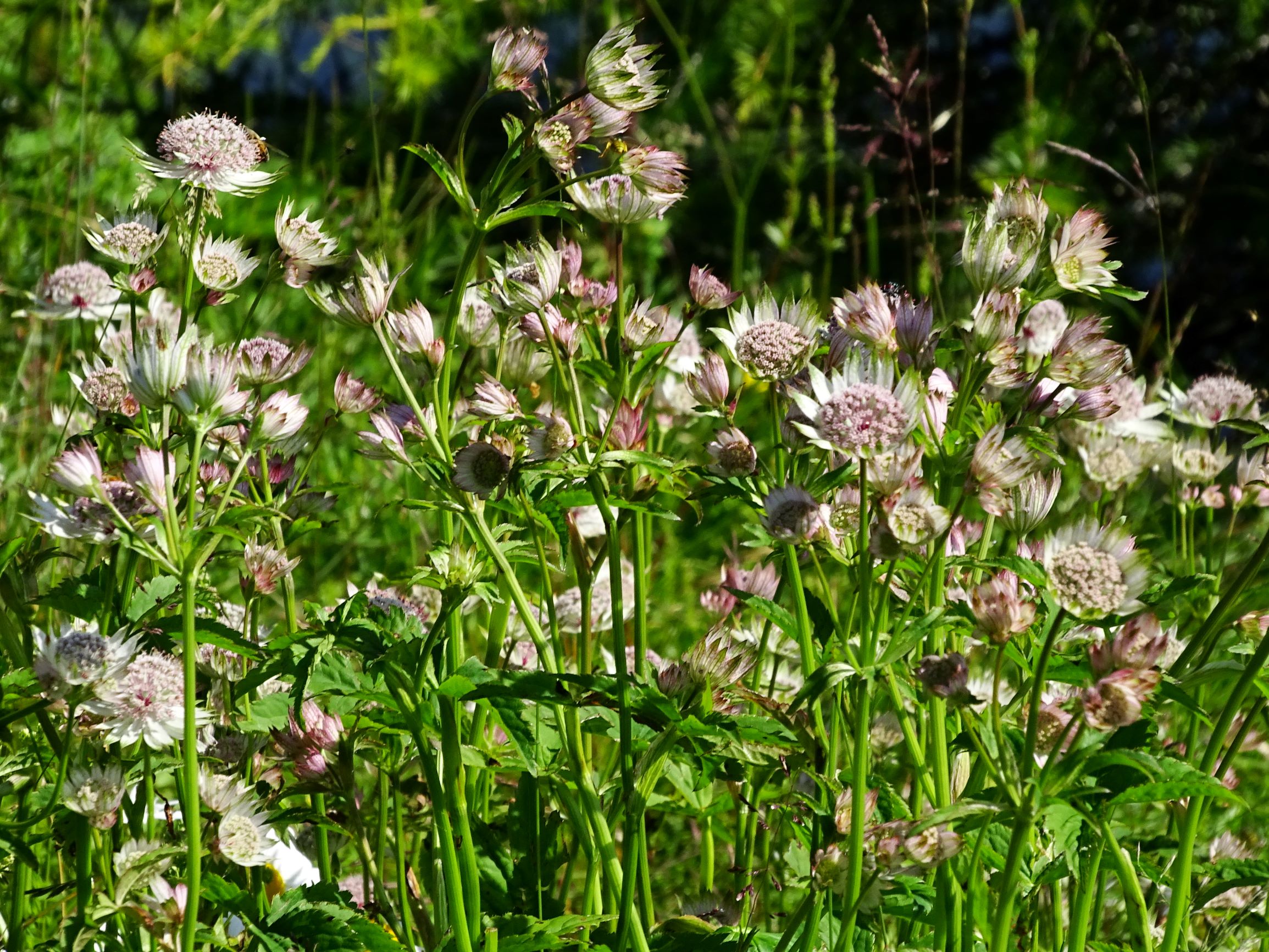 DSC09223 brandkogel astrantia major cf. var. involucrata.JPG