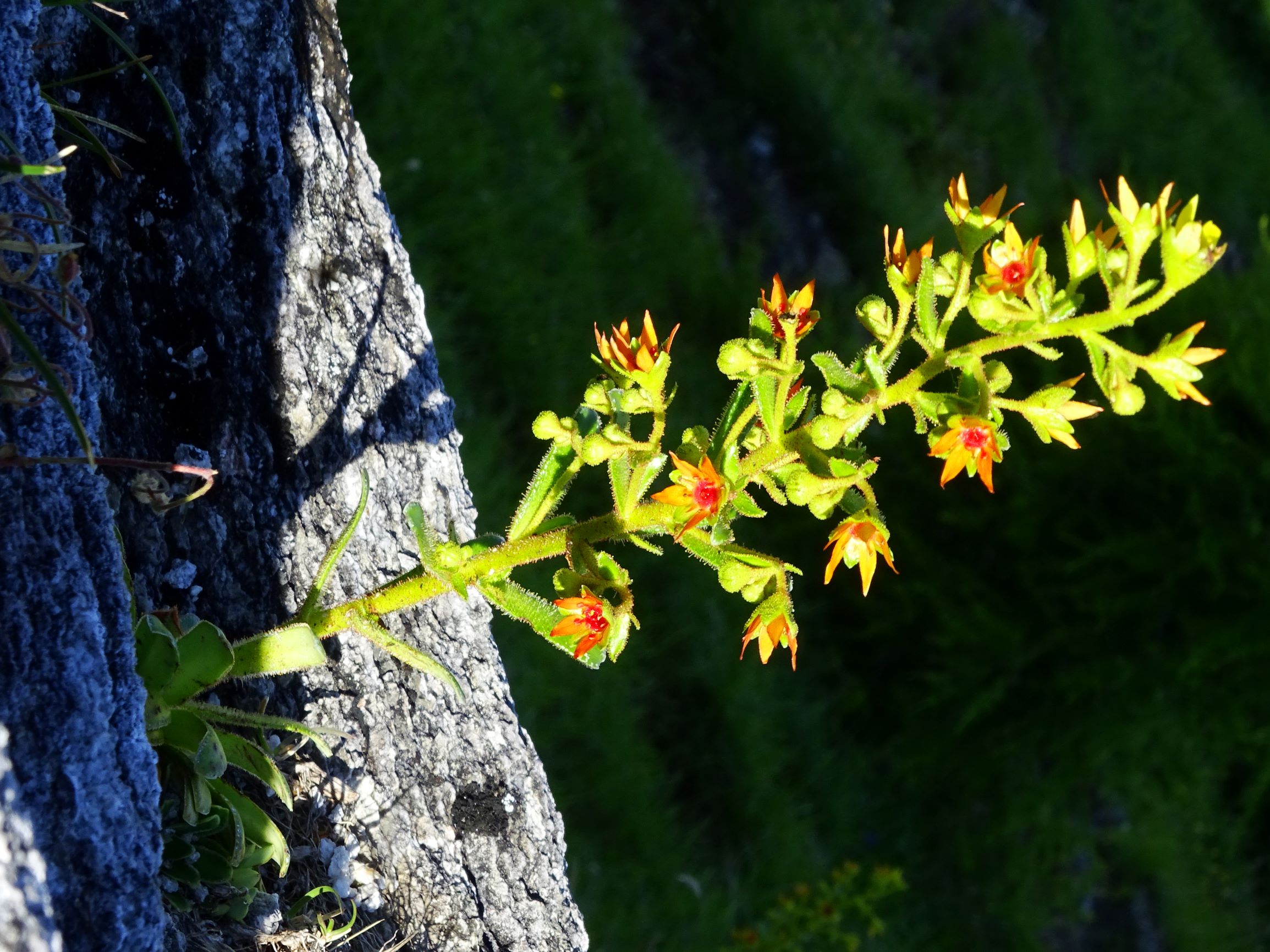 DSC09227 brandkogel saxifraga mutata.JPG