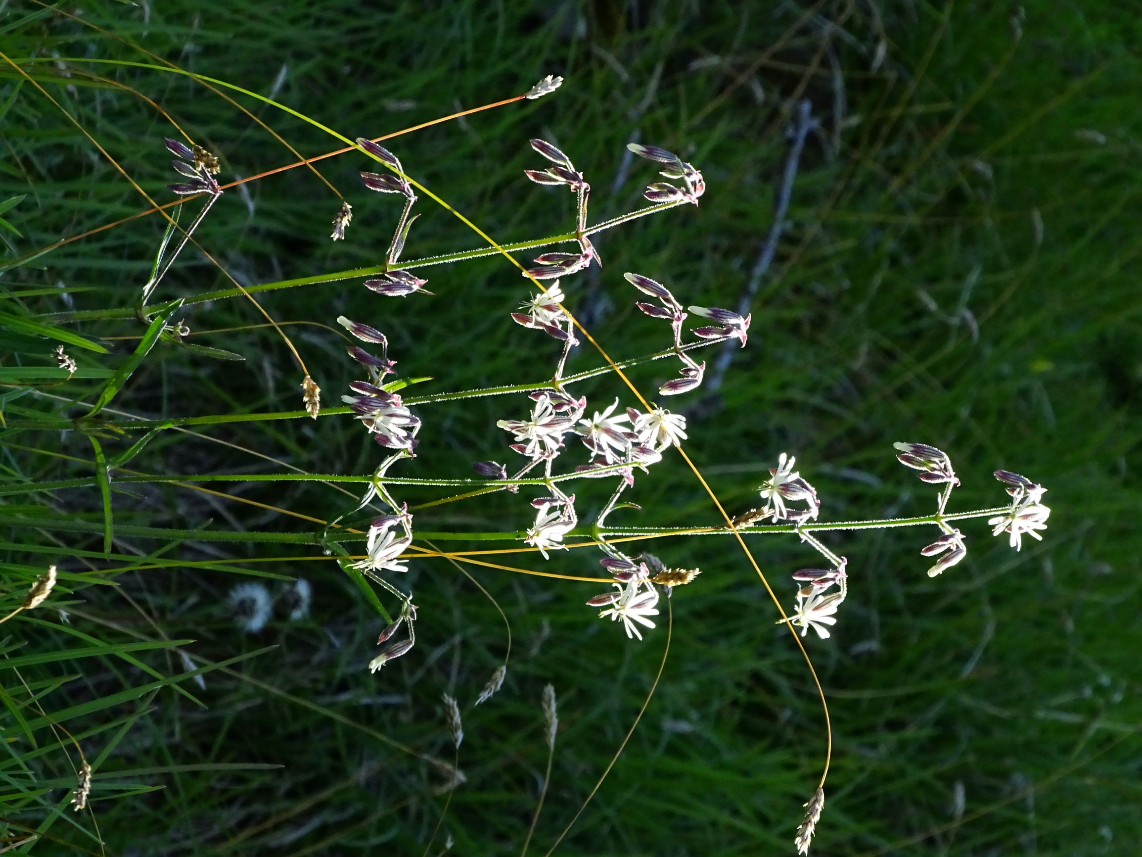 DSC09241 brandkogel silene nutans, sesleria caerulea.JPG