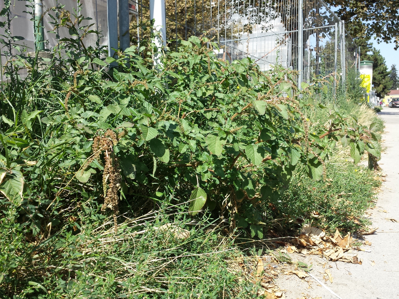 Amaranthus viridis 8.jpg