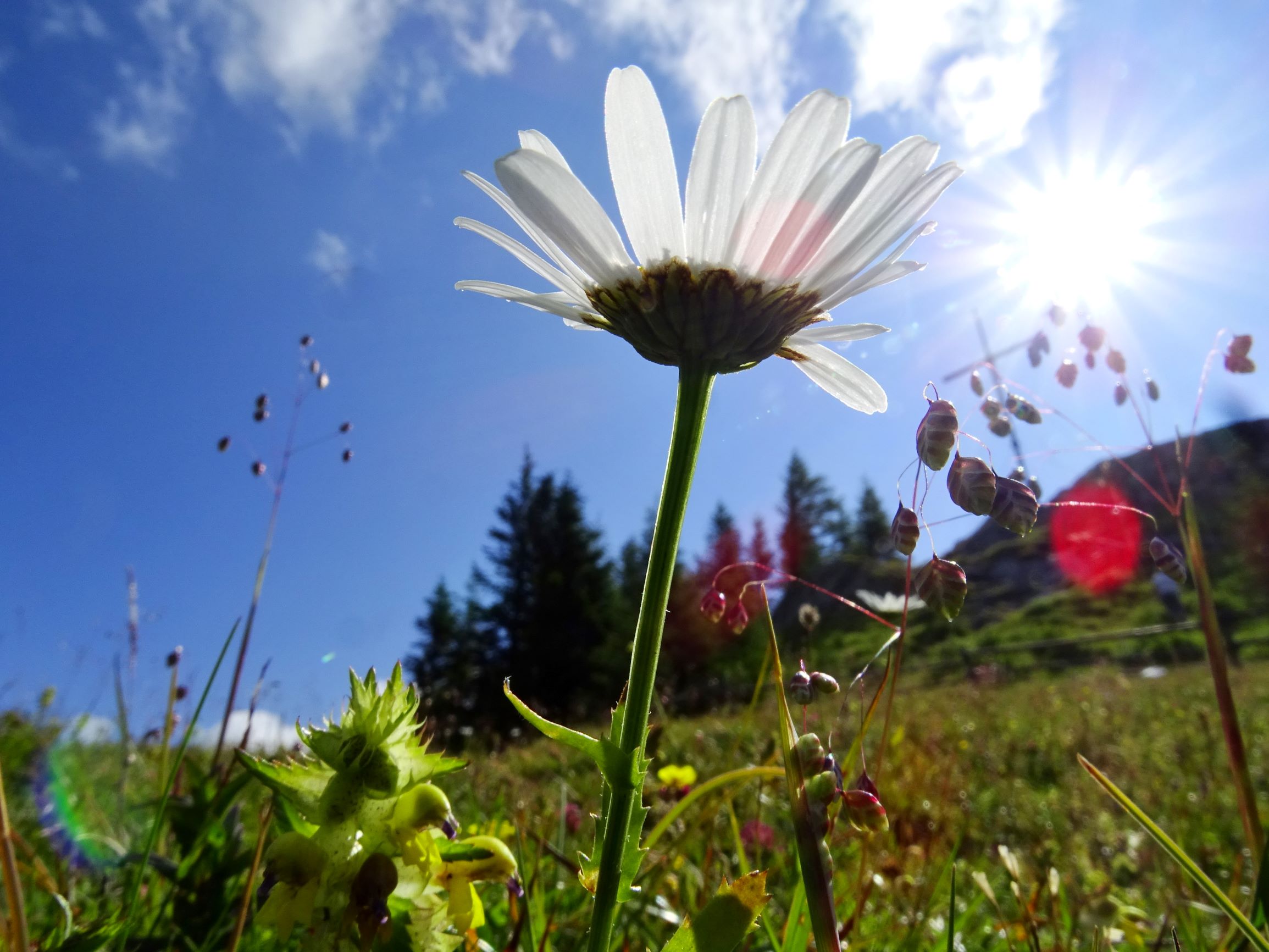 DSC09251 brandkogel leucanthemum sp., briza media etc..JPG