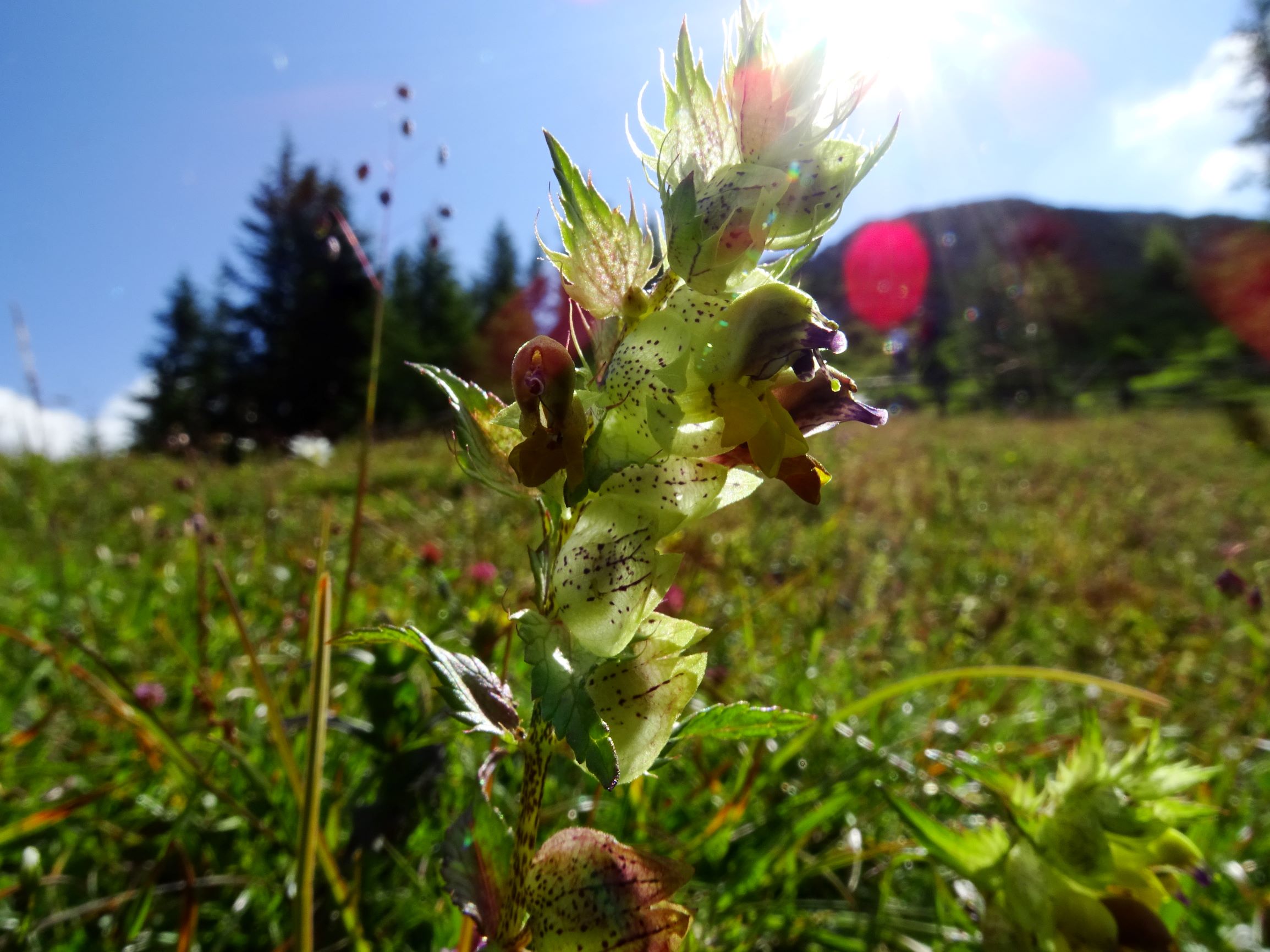 DSC09253 brandkogel rhinanthus pulcher.JPG