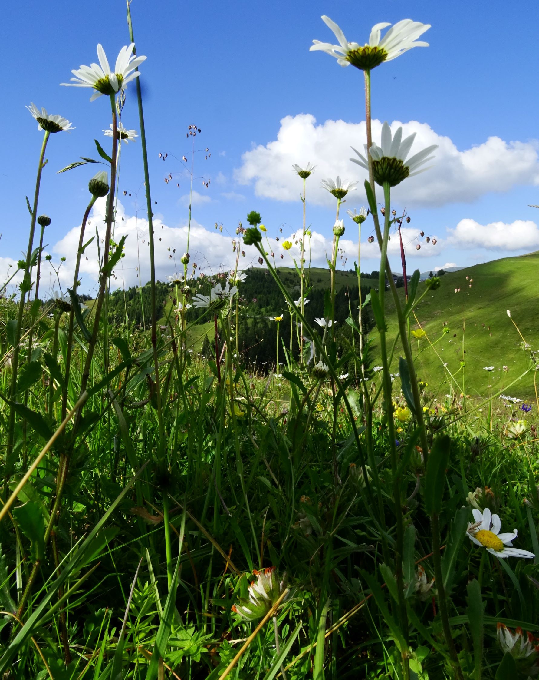 DSC09266 brandkogel leucanthemum vulgare agg..JPG