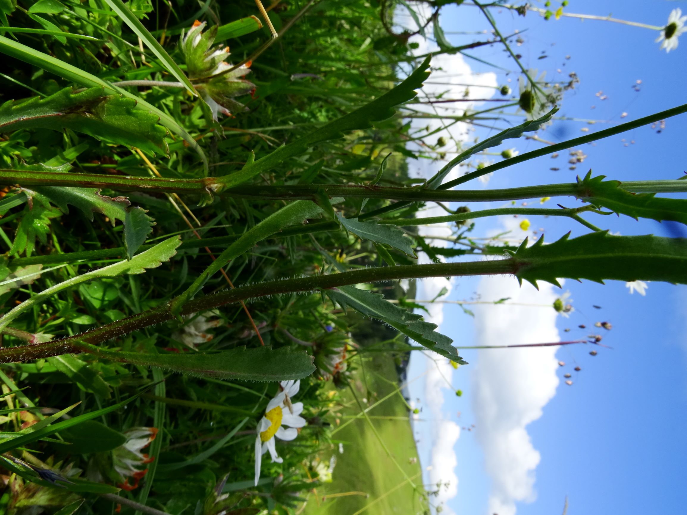 DSC09267 brandkogel leucanthemum vulgare agg..JPG