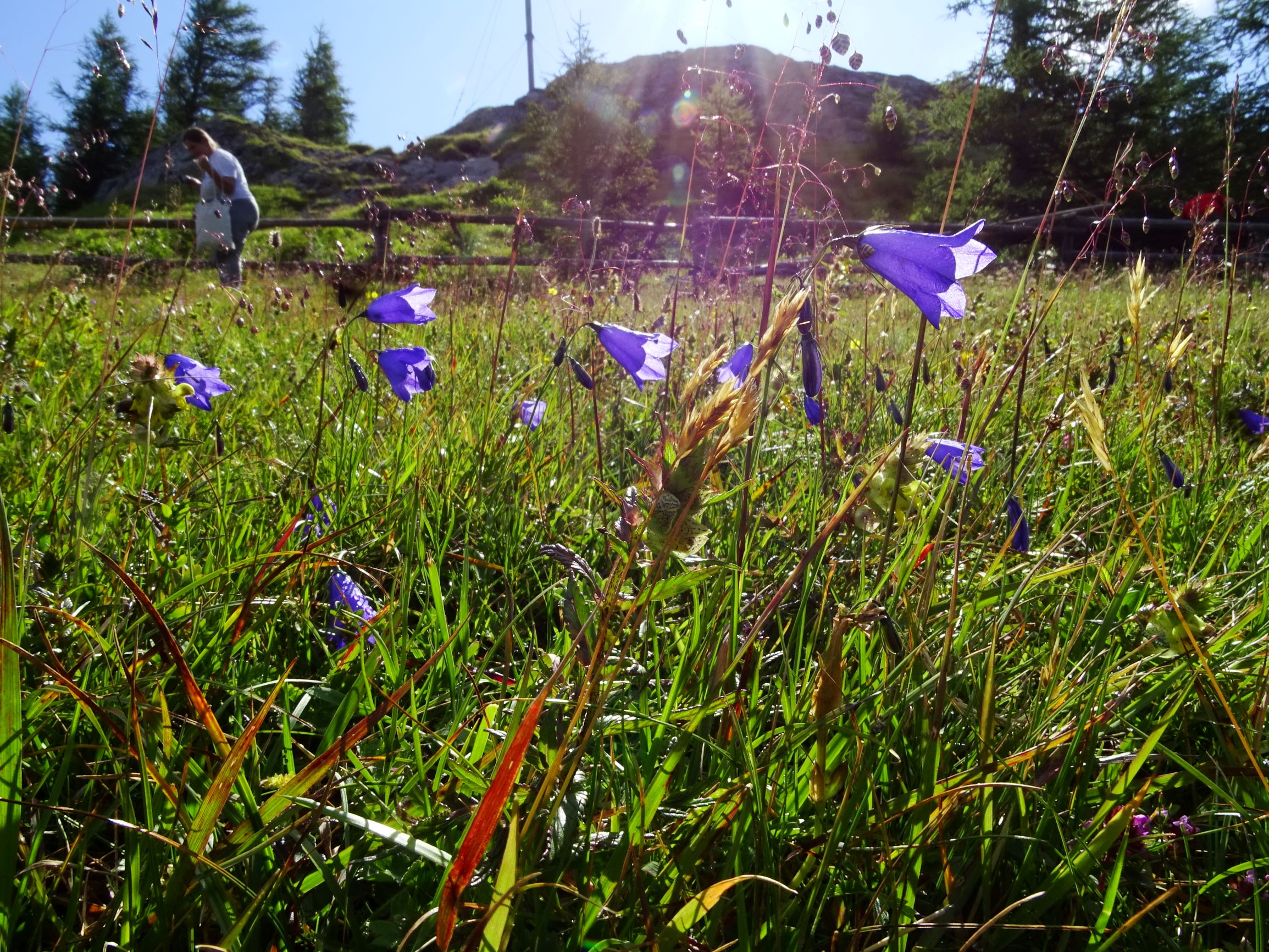 DSC09247 brandkogel anthoxanthum odoratum agg., campanula scheuchzeri (mehrblütig), briza media etc..JPG