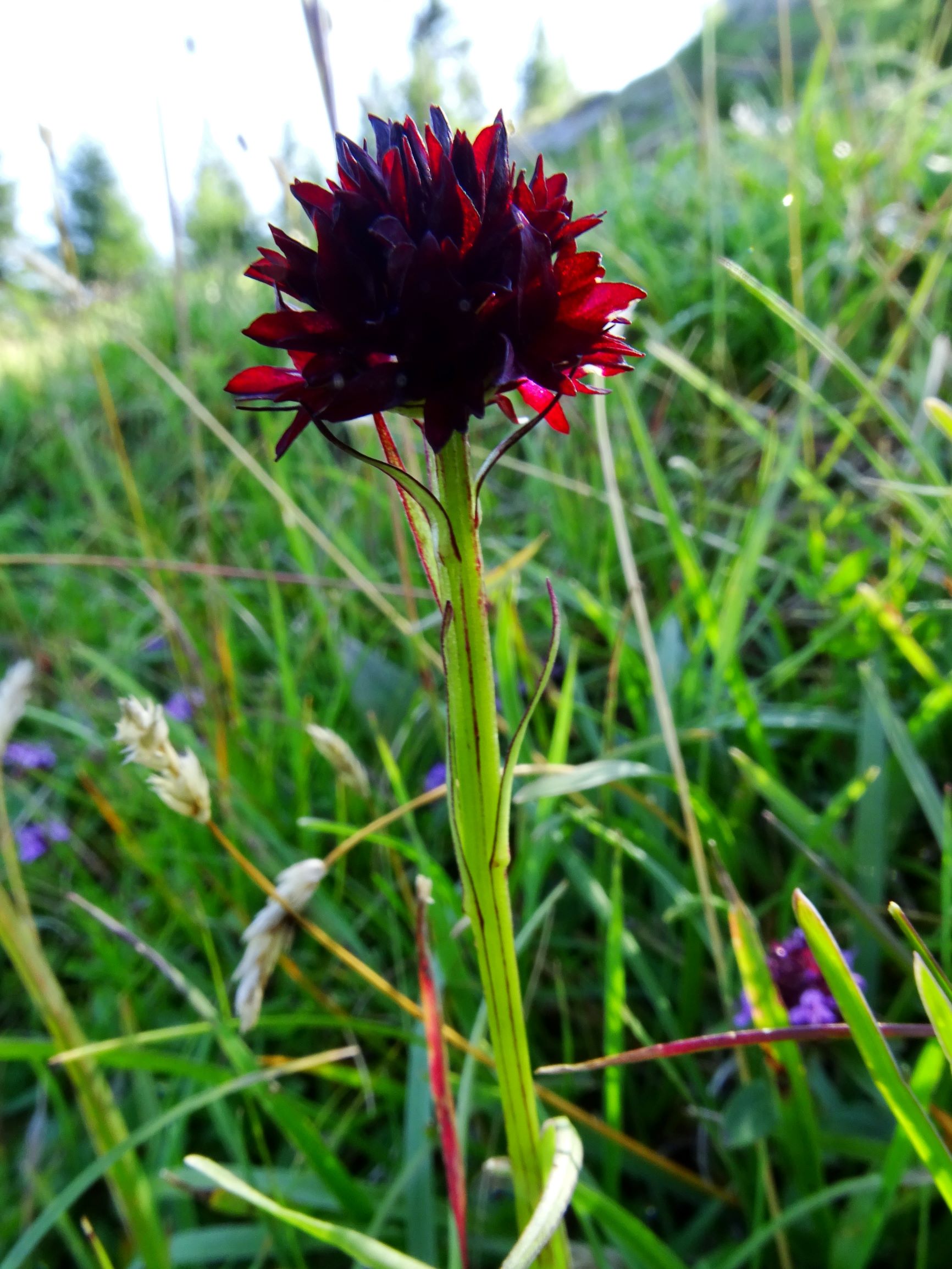 DSC09213 brandkogel nigritella sp..JPG