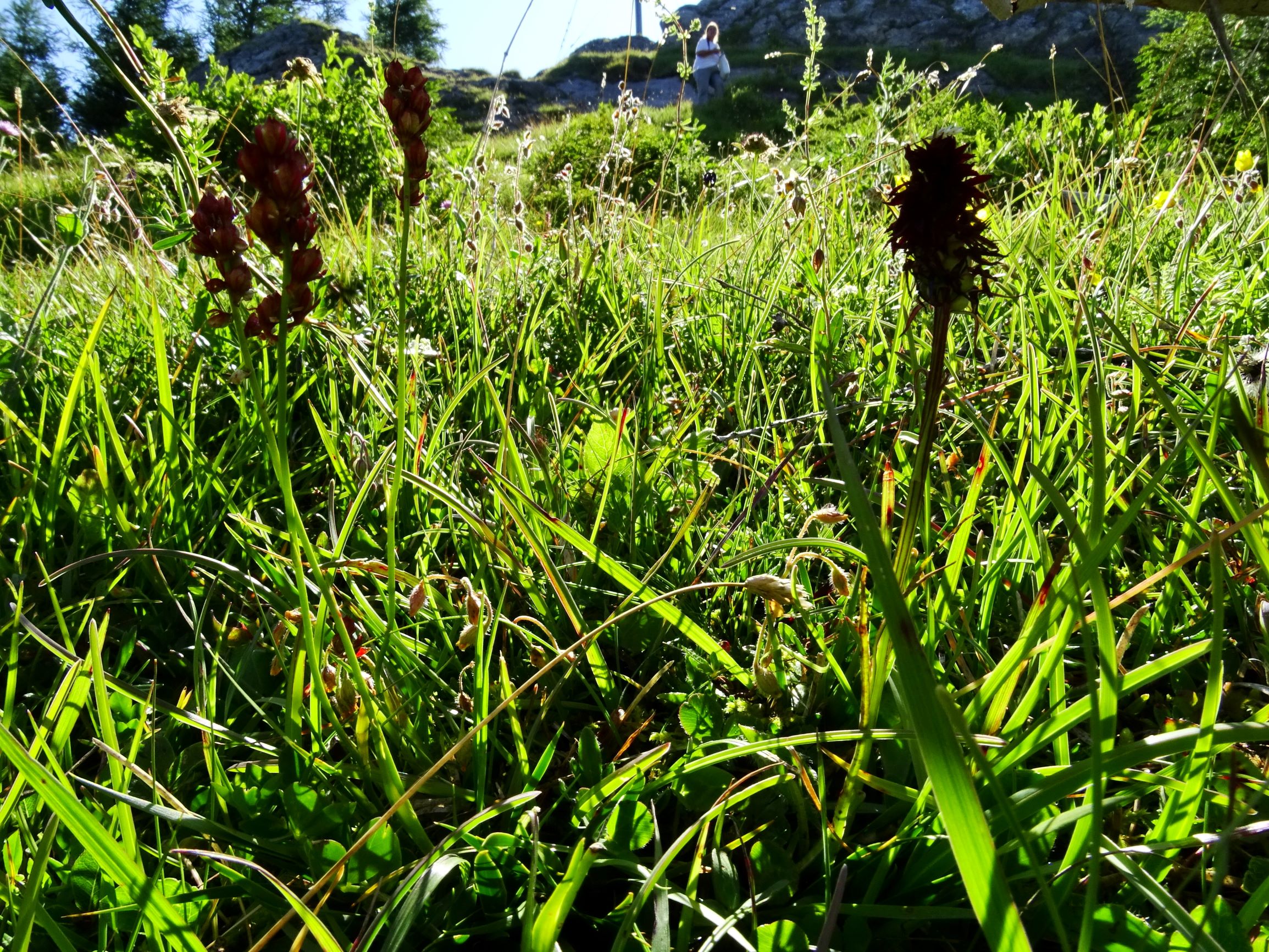 DSC09234 brandkogel nigritella rhellicani, tofieldia sp., helianthemum alpestre, sesleria caerulea etc..JPG