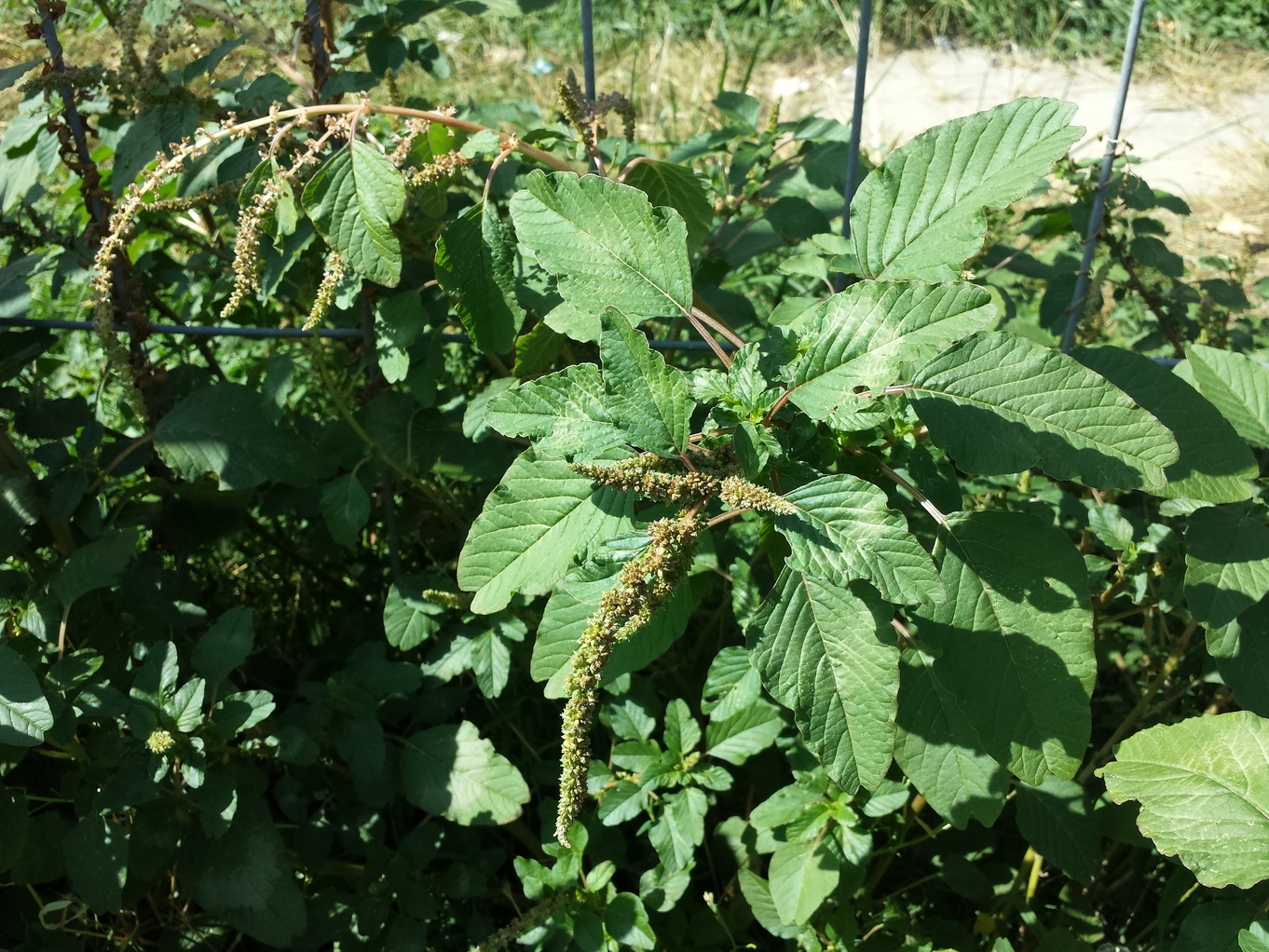 Amaranthus viridis 9.jpg