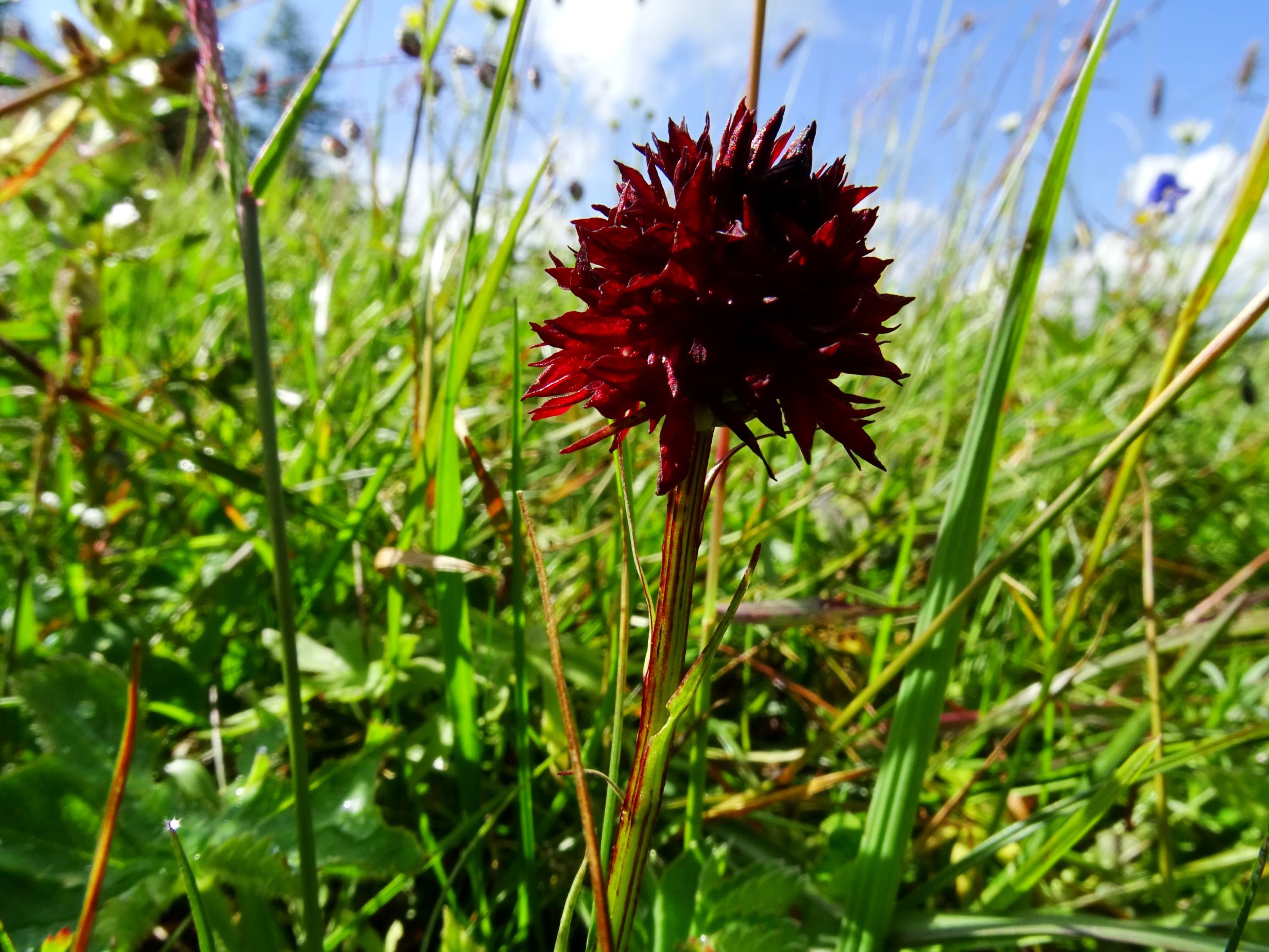 DSC09279 brandkogel nigritella rhellicani.JPG