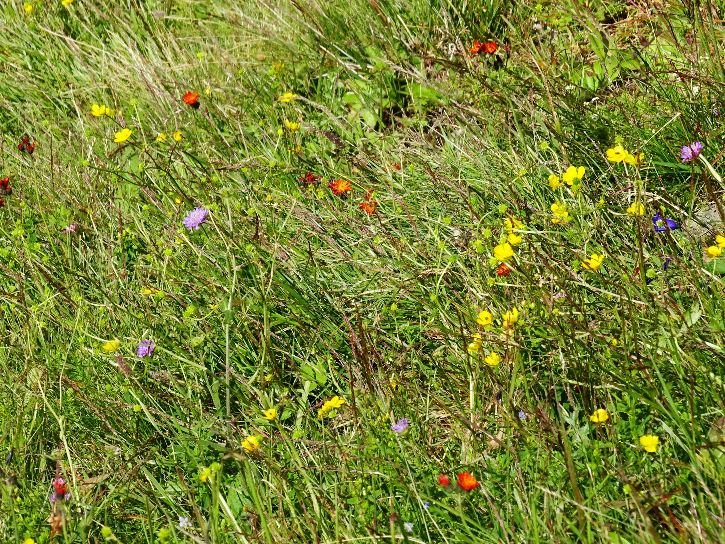 DSC09283 brandkogel nardus stricta, knautia drymeia intermedia, pilosella aurantiaca, ranunculus acris acris.JPG