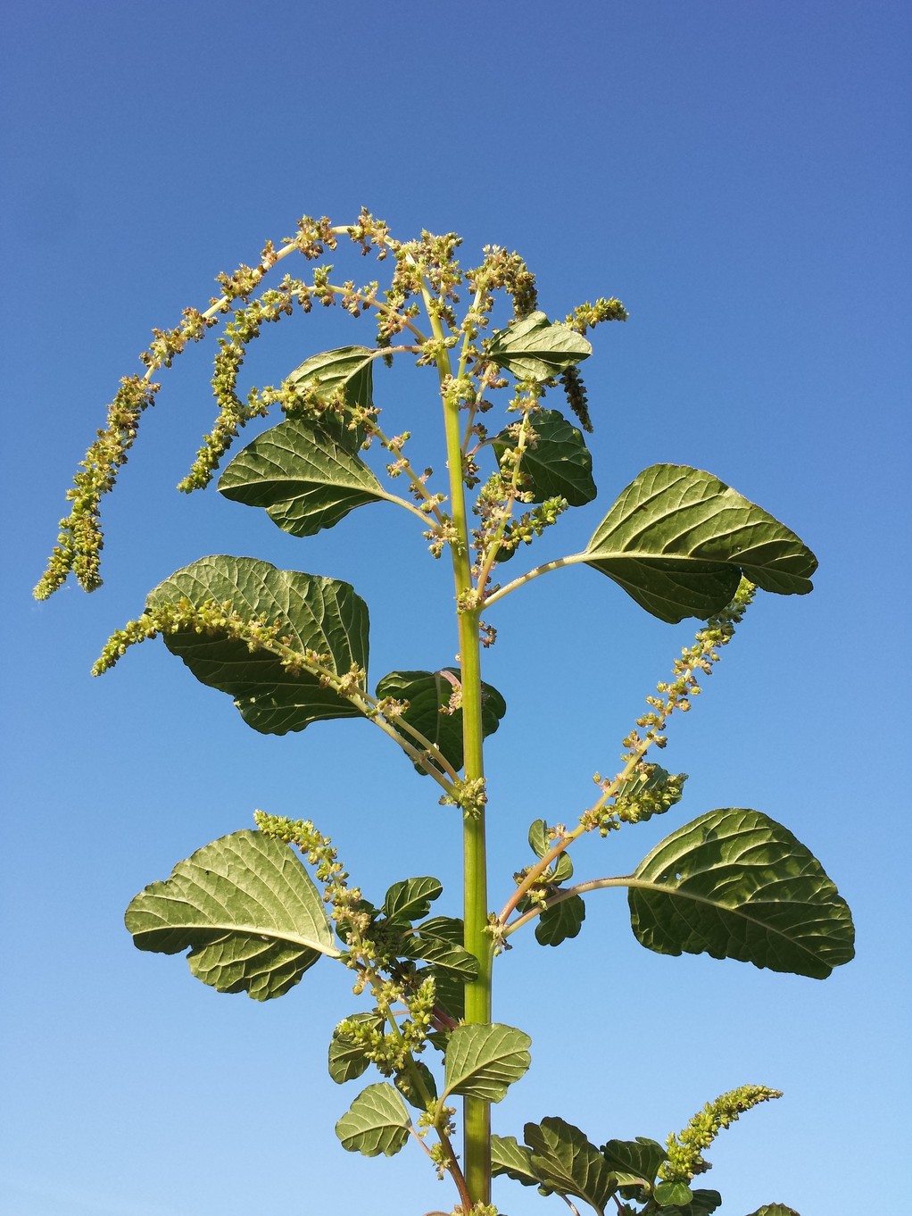 Amaranthus viridis 10.jpg