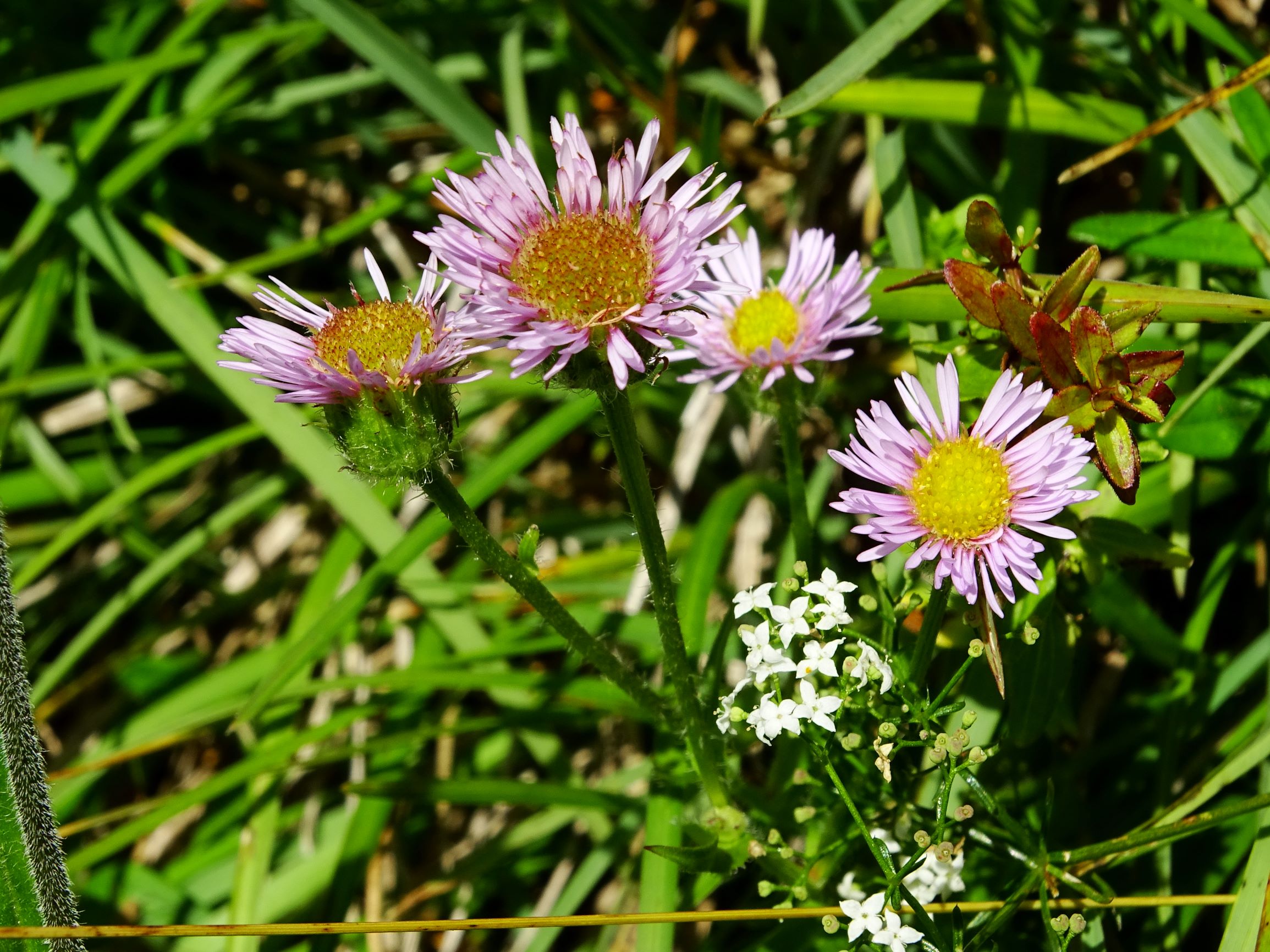 DSC09211 brandkogel erigeron glabratus, kalkliebende hochlagen-regionalsippe von galium pumilum.JPG