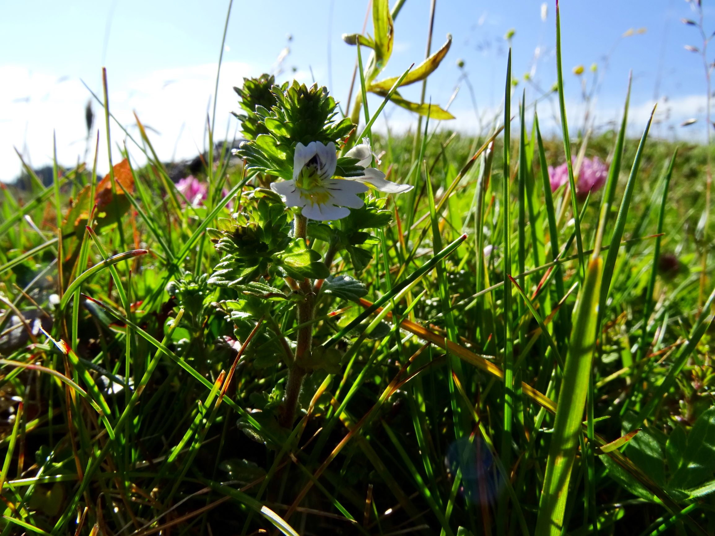 DSC09191 brandkogel euphrasia officinalis (picta).JPG