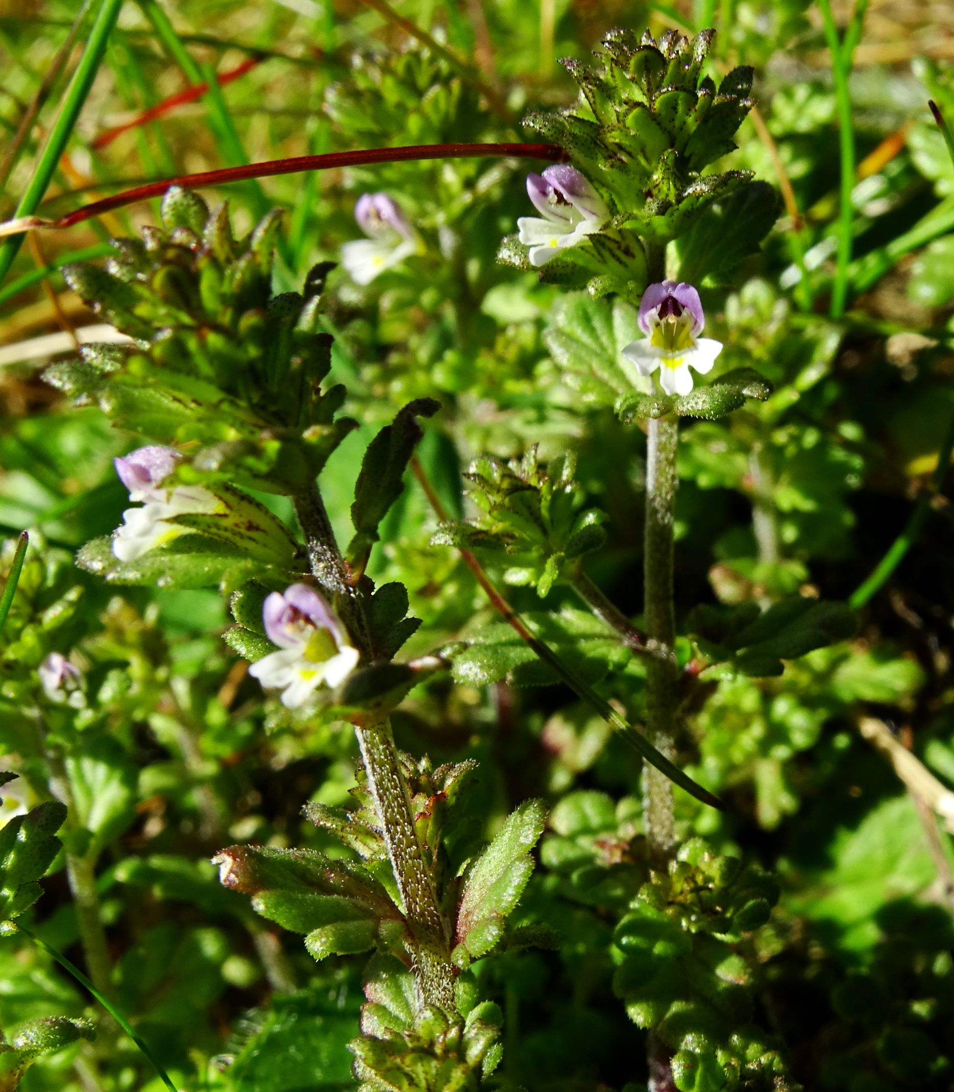 DSC09181 (2) brandkogel euphrasia minima.JPG