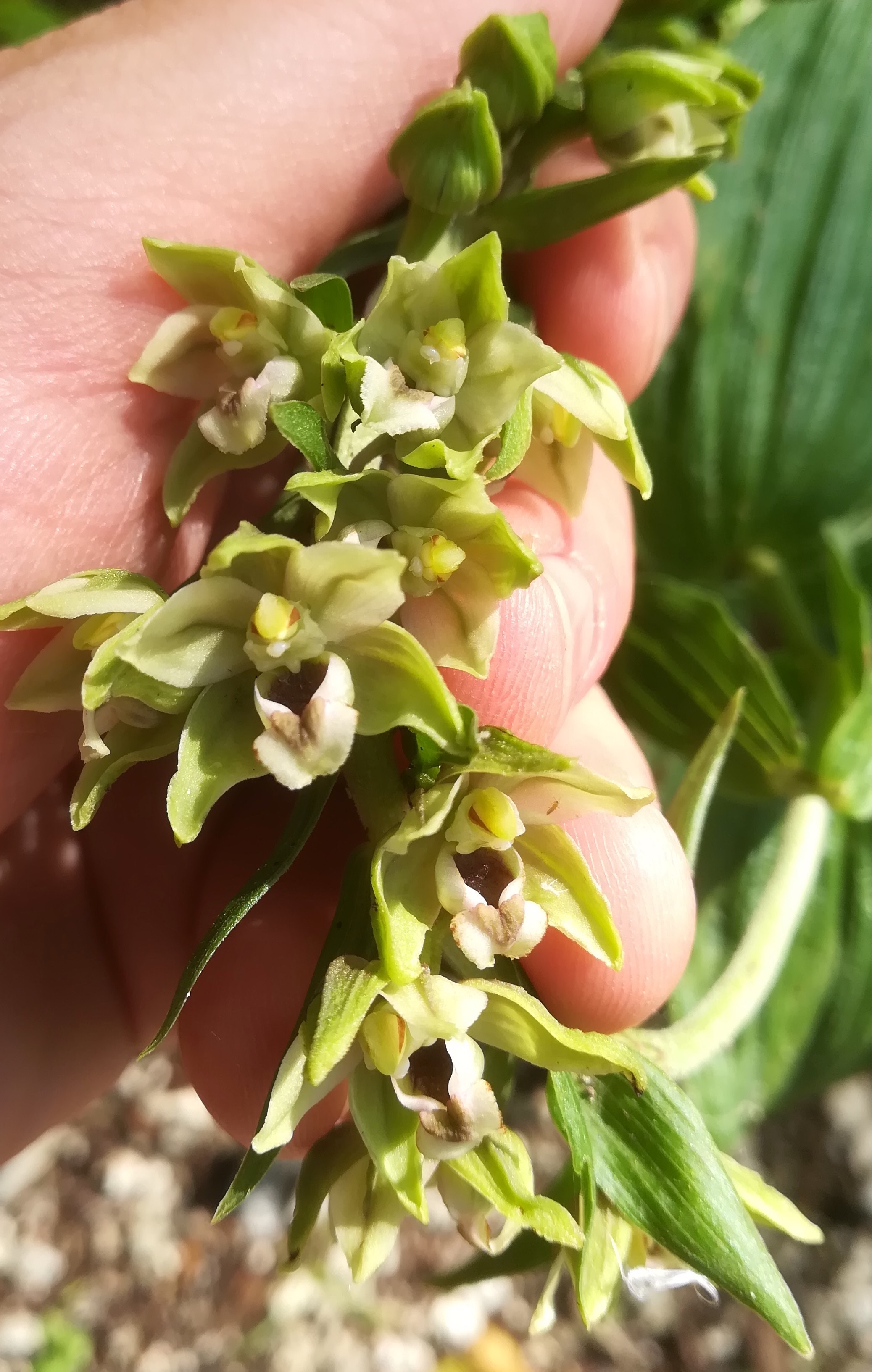 epipactis helleborine subsp. helleborine klein-durlas bei michelbach nähe hainfeld_20200722_162855.jpg