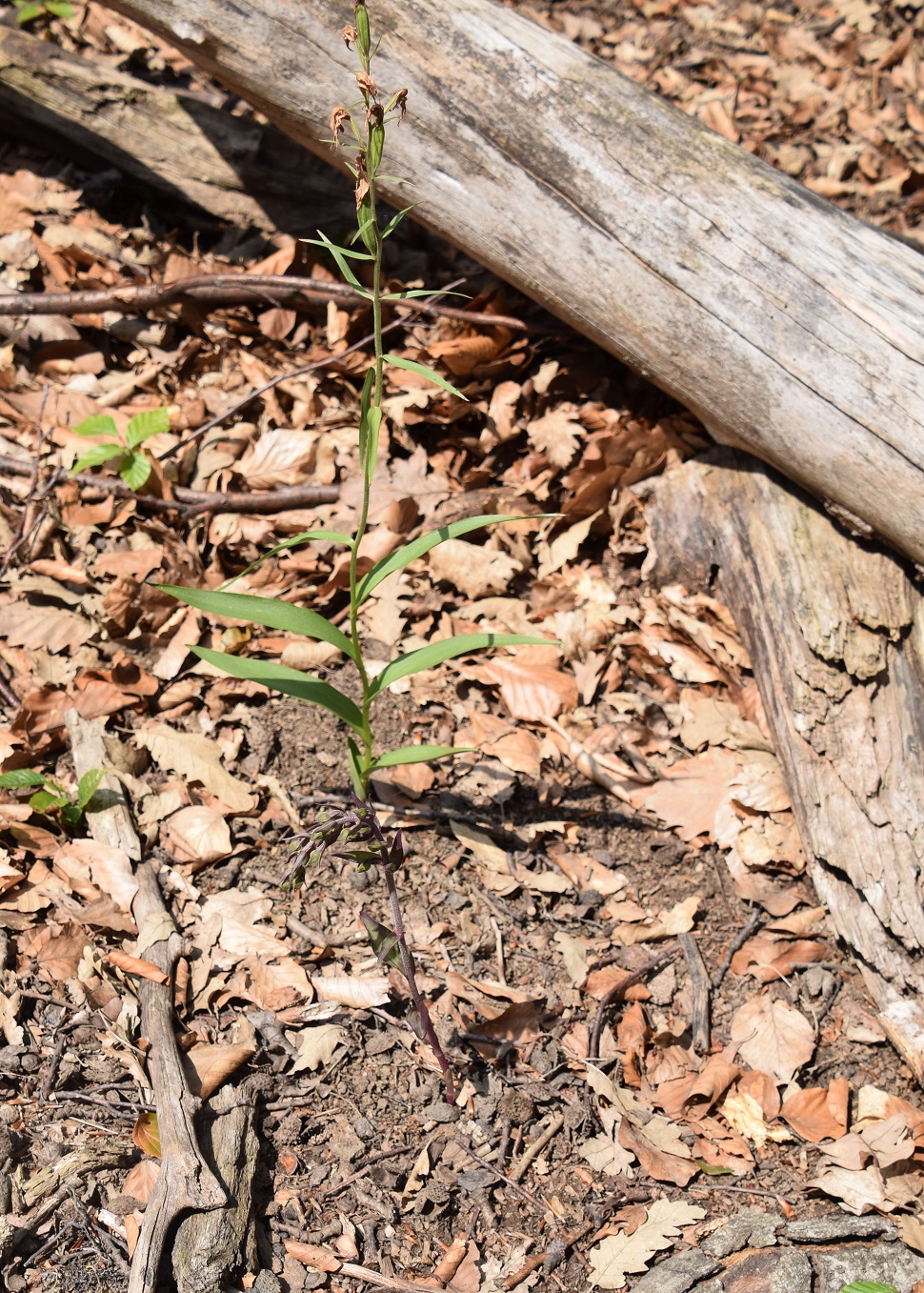 W13 -Lainzer Tiergarten-22072020-(26) - - Epipactis purpurata - Violett-Ständelwurz.JPG