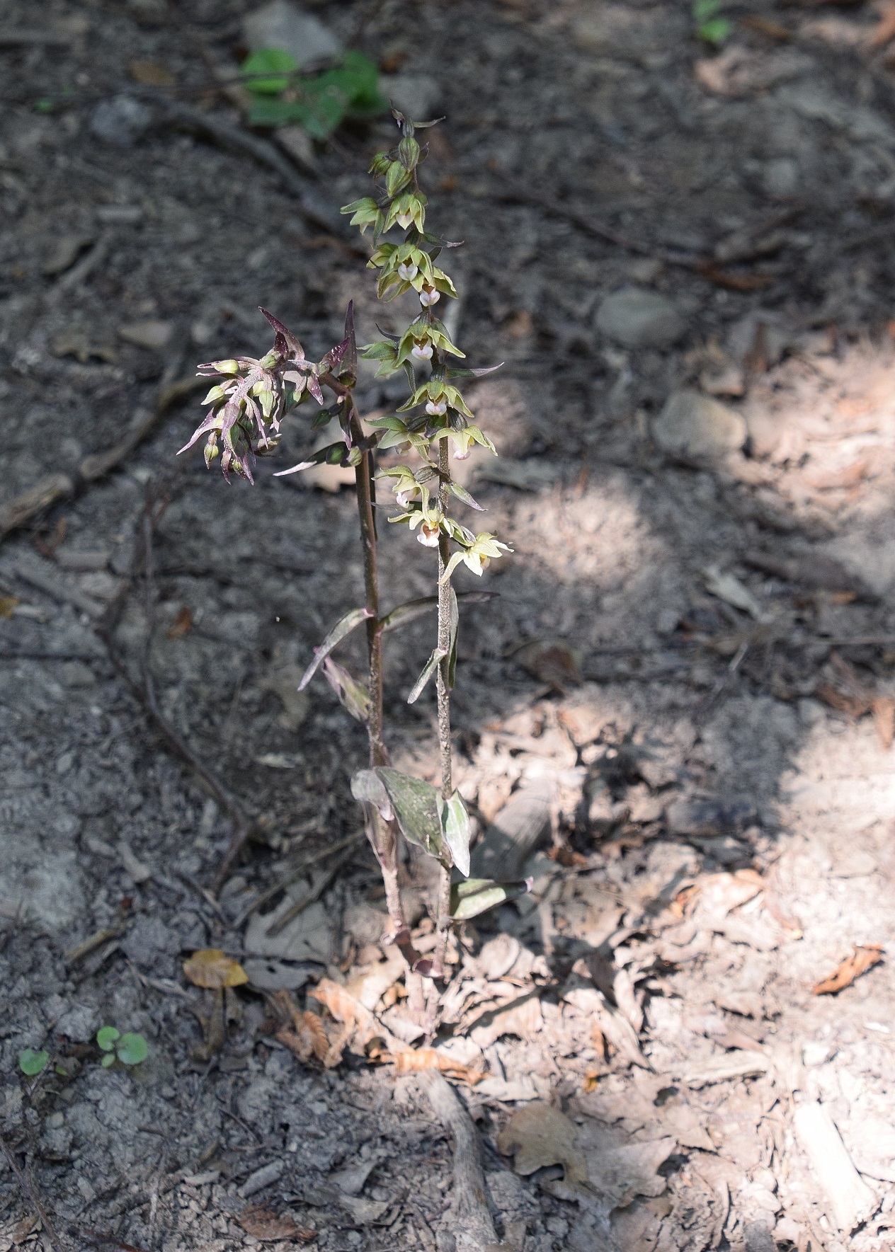 W13 -Lainzer Tiergarten-22072020-(51) - Epipactis purpurata - Violett-Ständelwurz .JPG