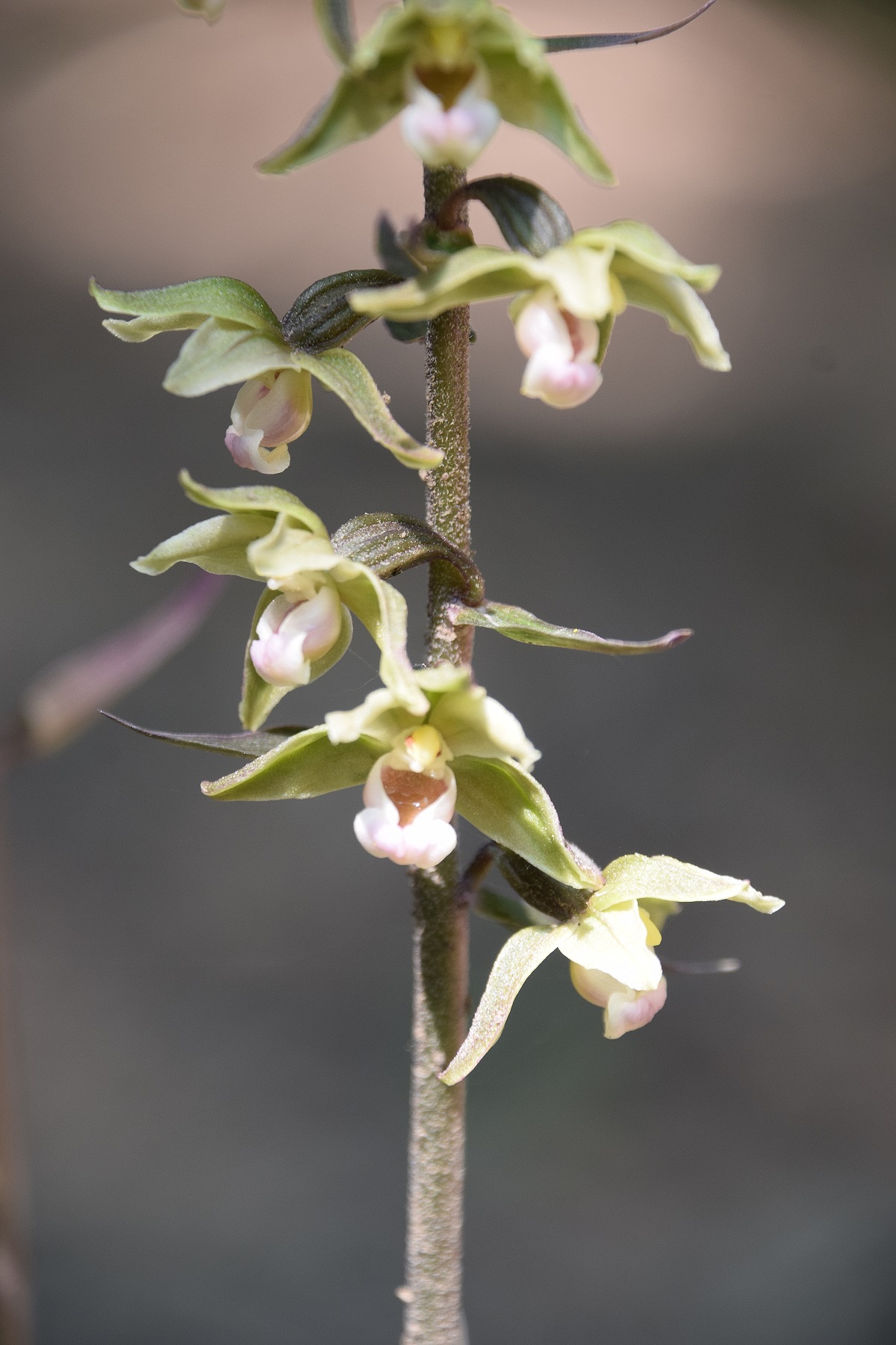 W13 -Lainzer Tiergarten-22072020-(52) - Epipactis purpurata - Violett-Ständelwurz .JPG