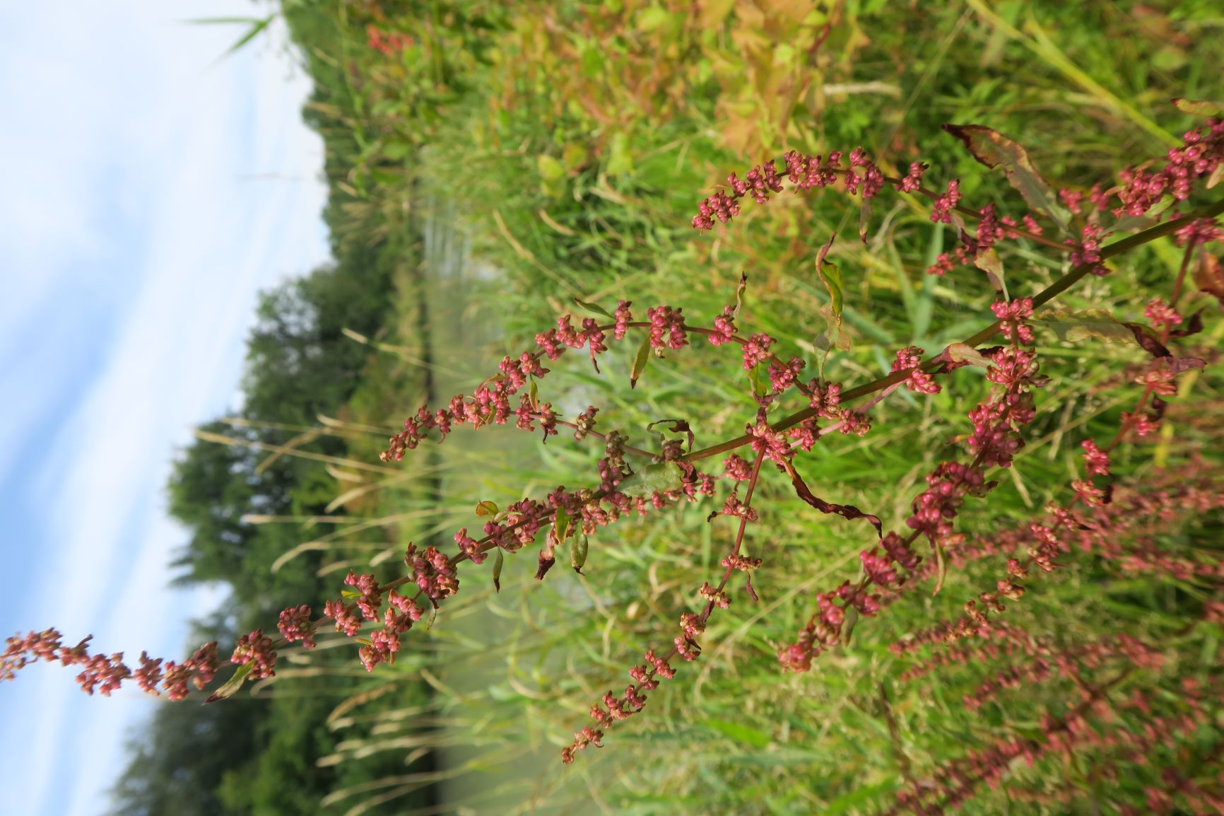 07.14 Marchfeldkanal ab Autokaderstr. Wien 21 westl. Rumex ssp., Marchfeldkanal Wien 21 Autokaderstr. 14.07.2020 C5X (7).JPG