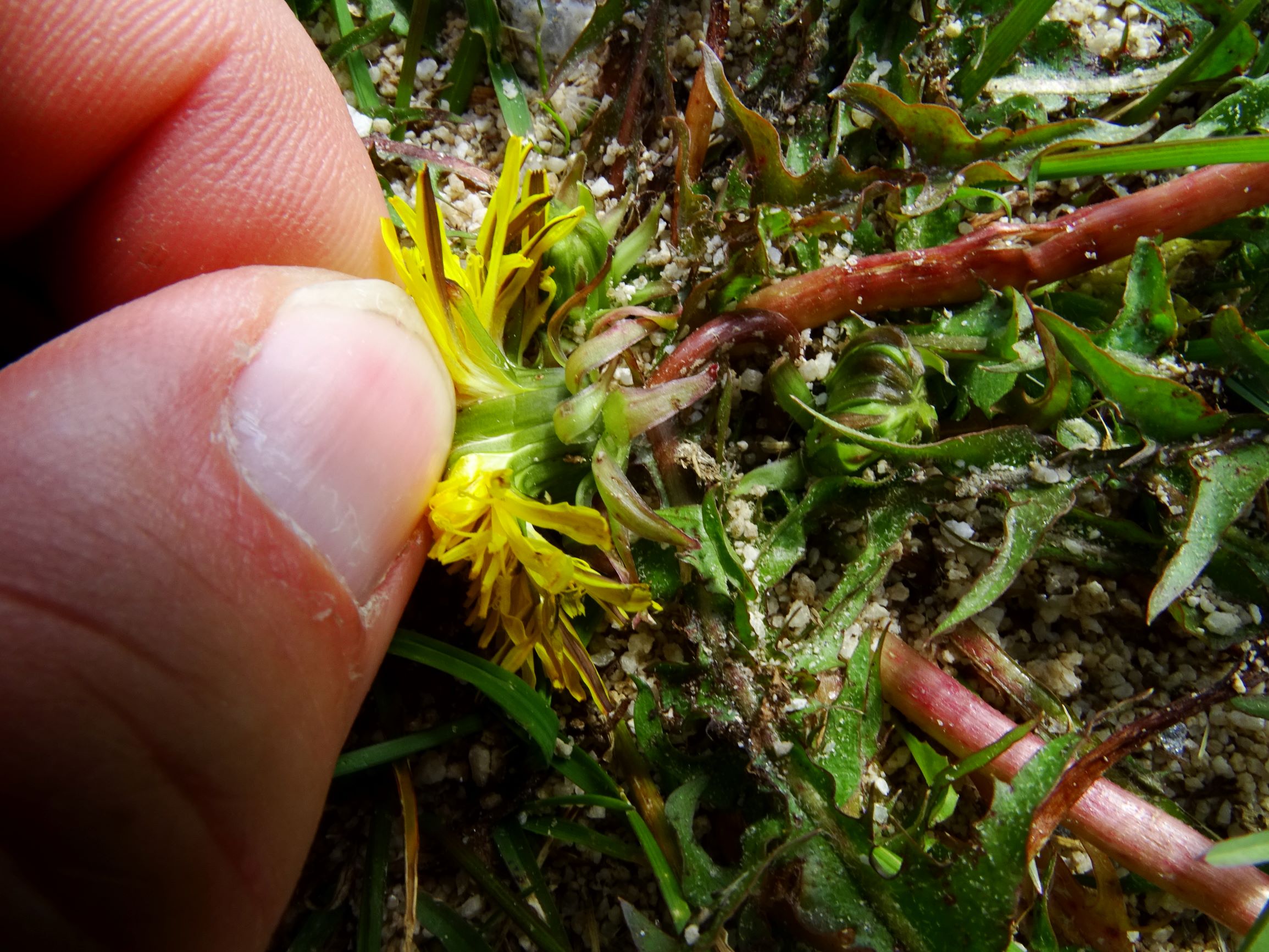 DSC09299 stubalm taraxacum sp..JPG