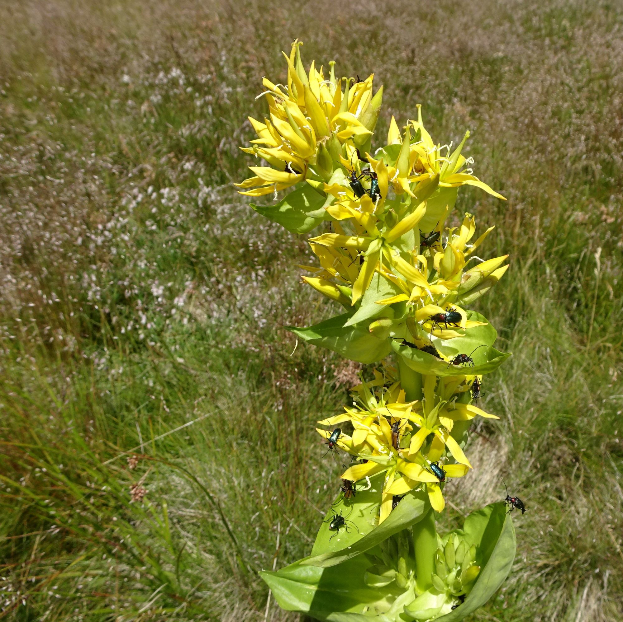 DSC07512 (2) stubalm gentiana lutea lutea vor avenella flexuosa und dianthus superbus alpestris.JPG