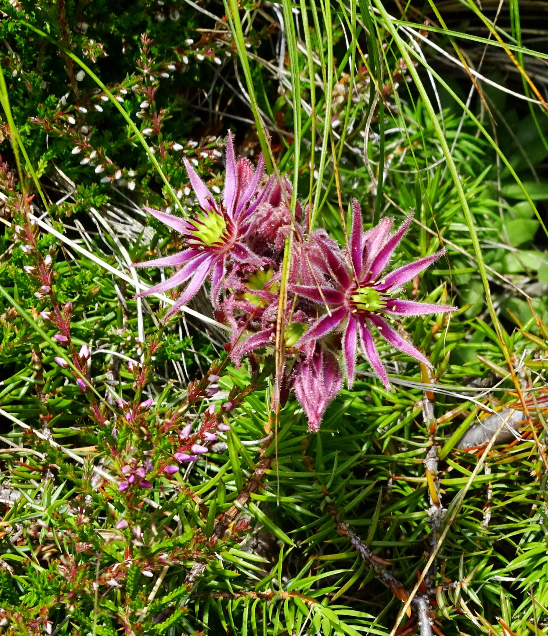 DSC09364 (2) rappold sempervivum stiriacum.JPG