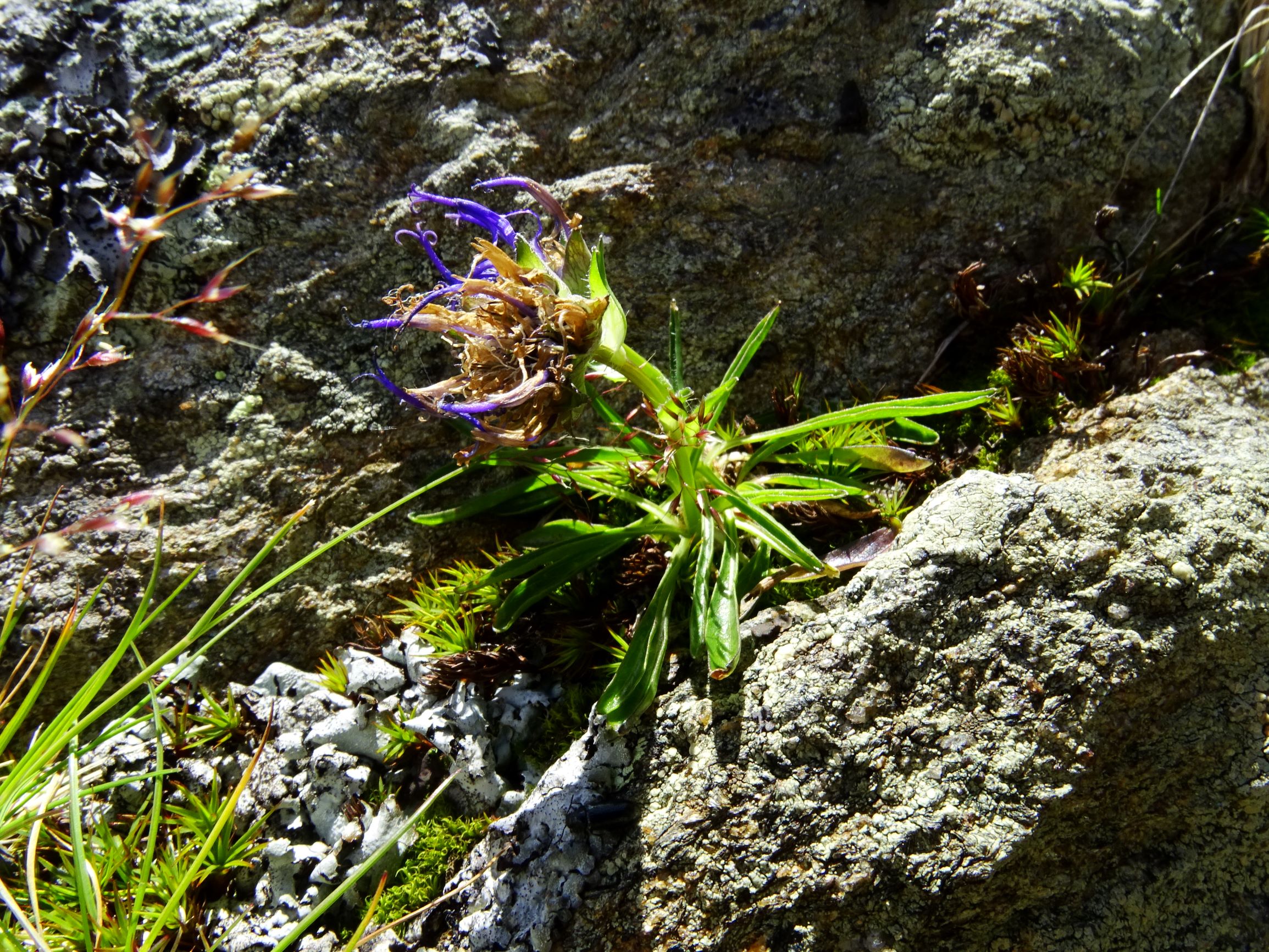 DSC09367 rappold phyteuma confusum, agrostis rupestris.JPG