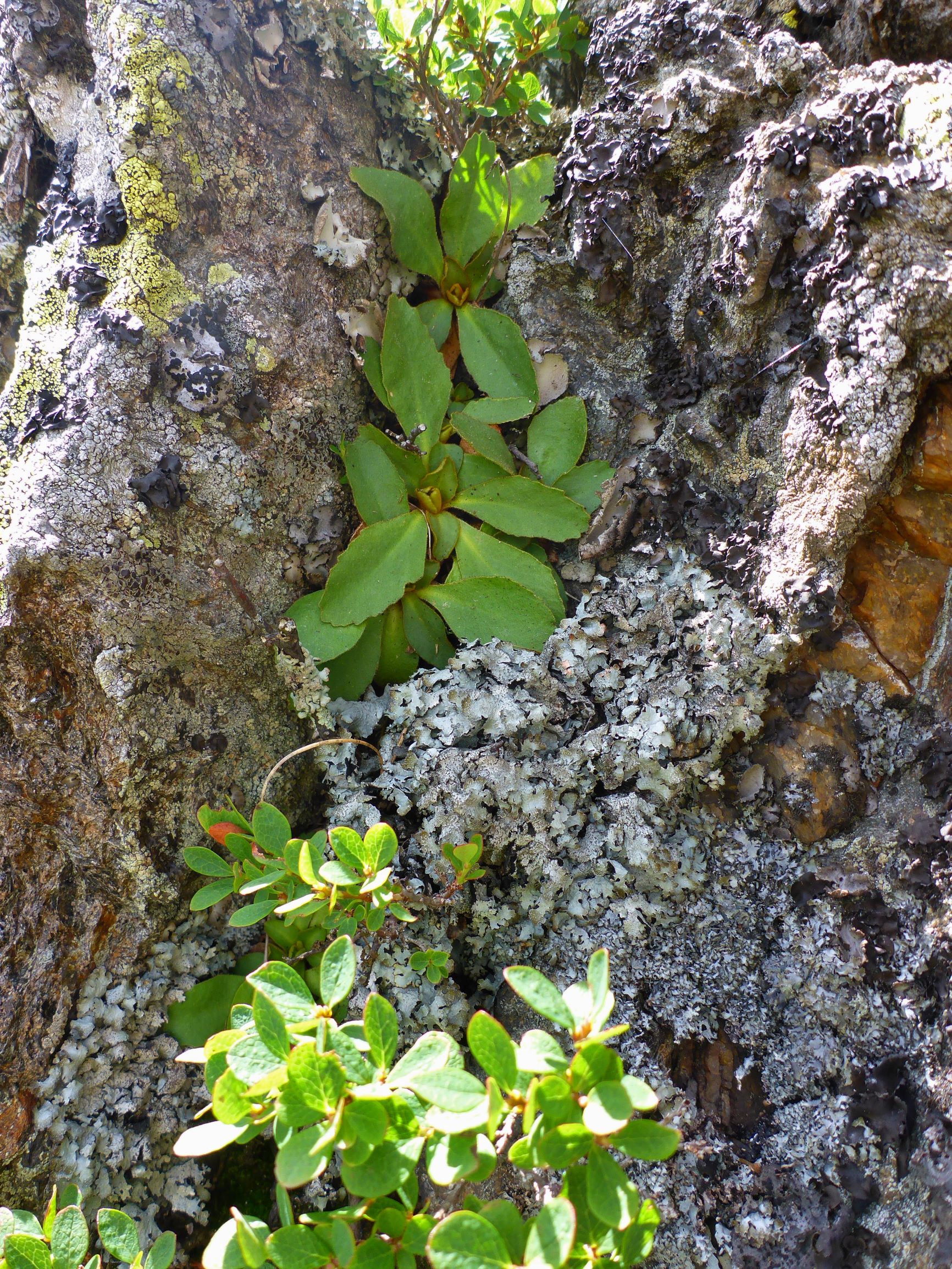 P2260141 rappold primula villosa, vaccinium uliginosum s.str..JPG