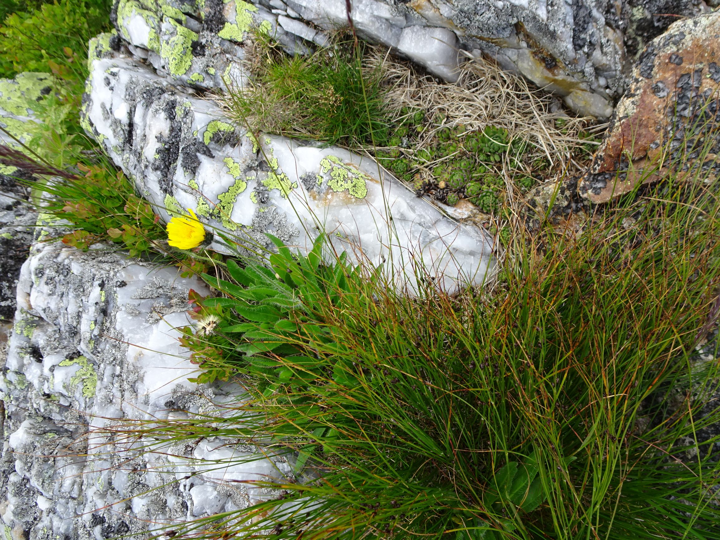 DSC07559 rappold hieracium alpinum, sempervivum stiriacum, juncus trifidus.JPG