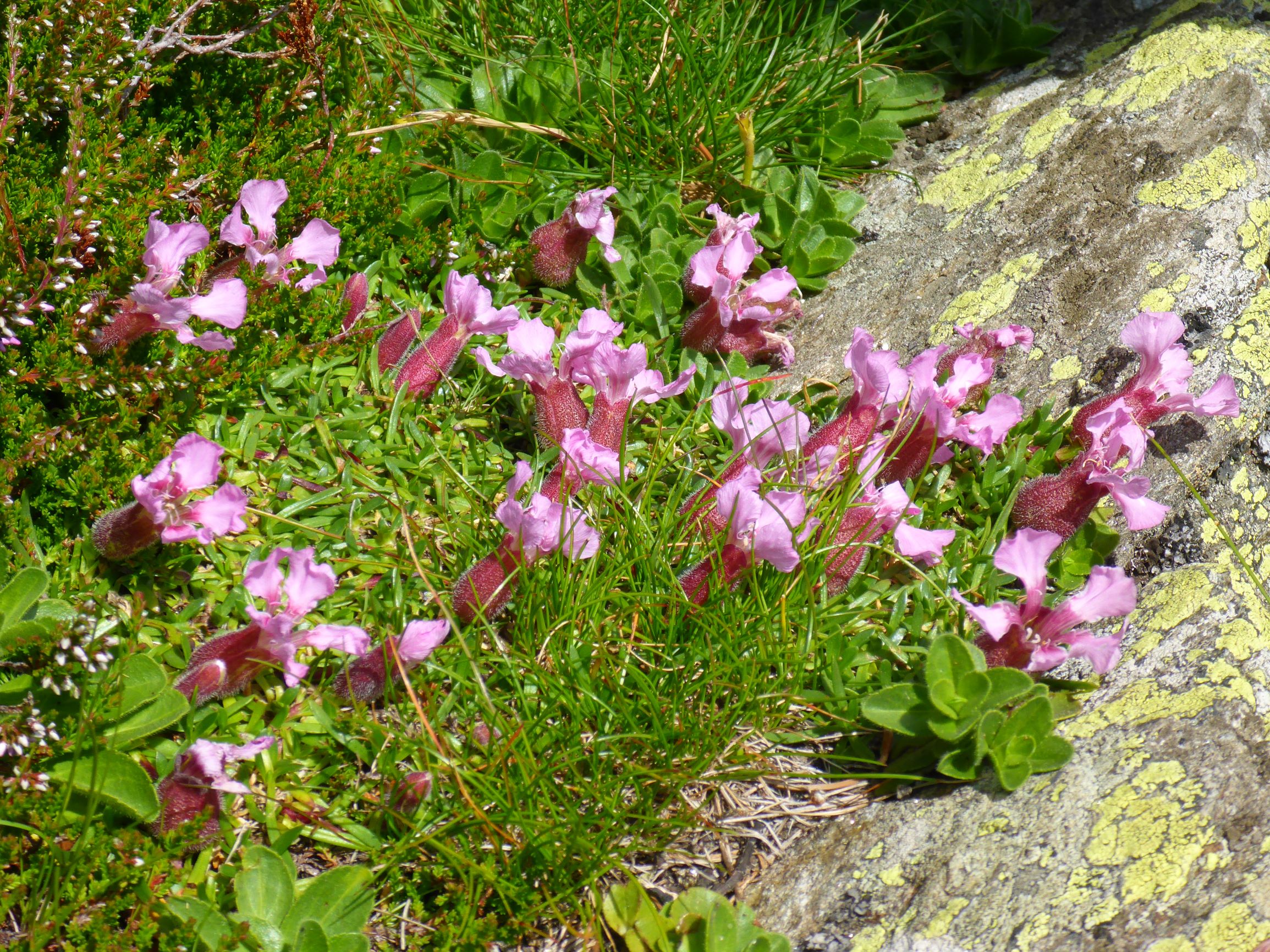 P2260156 rappold saponaria pumila, veronica bellidioides, calluna vulgaris.JPG