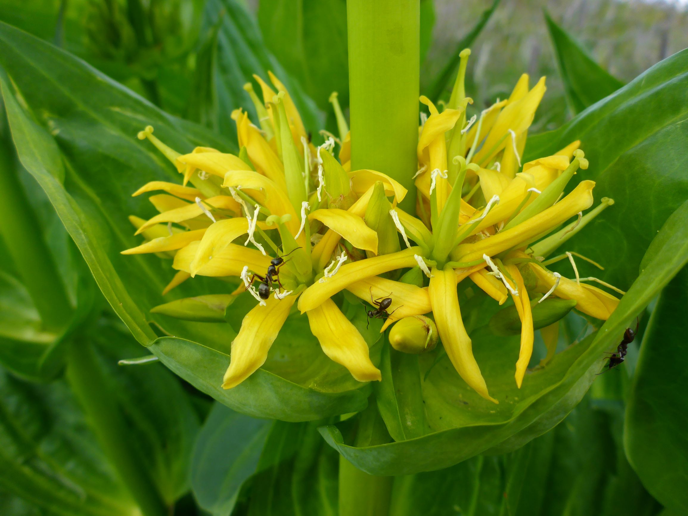 P2260164 rappold gentiana lutea.JPG