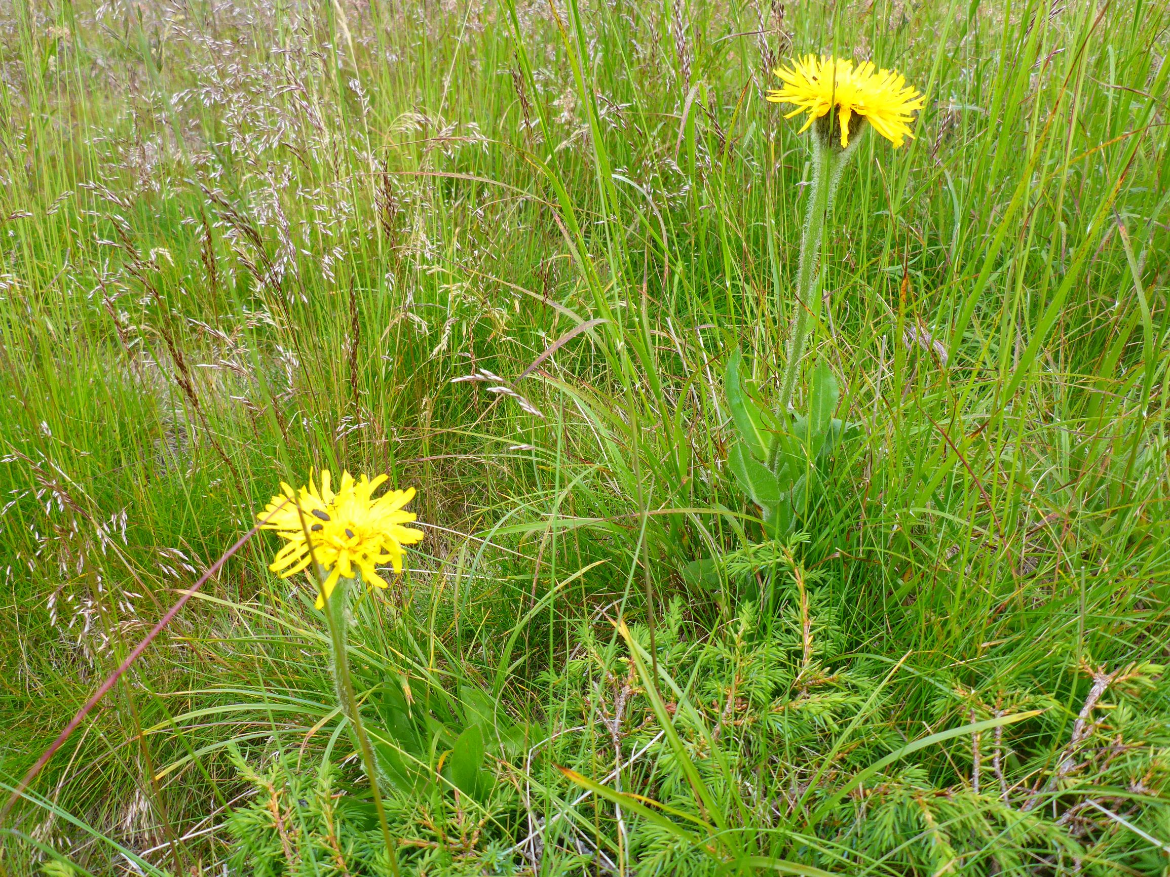 P2260171 rappold hypochaeris uniflora etc..JPG