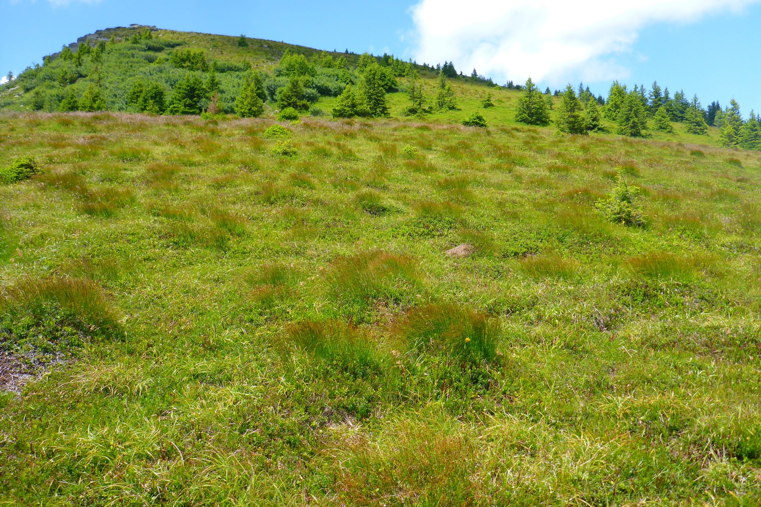 P2260183 rappold saurer gebirgsrasen aus juncus trifidus und carex sempervirens.JPG