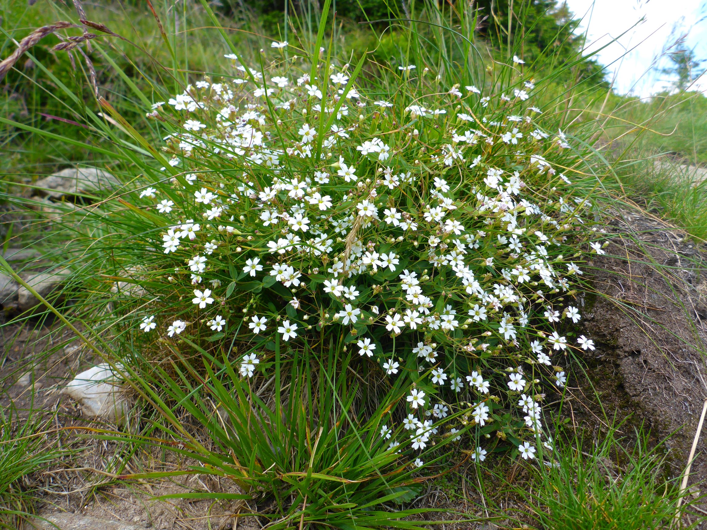 P2260186 rappold atocion rupestre, deschampsia cespitosa, poa alpina.JPG