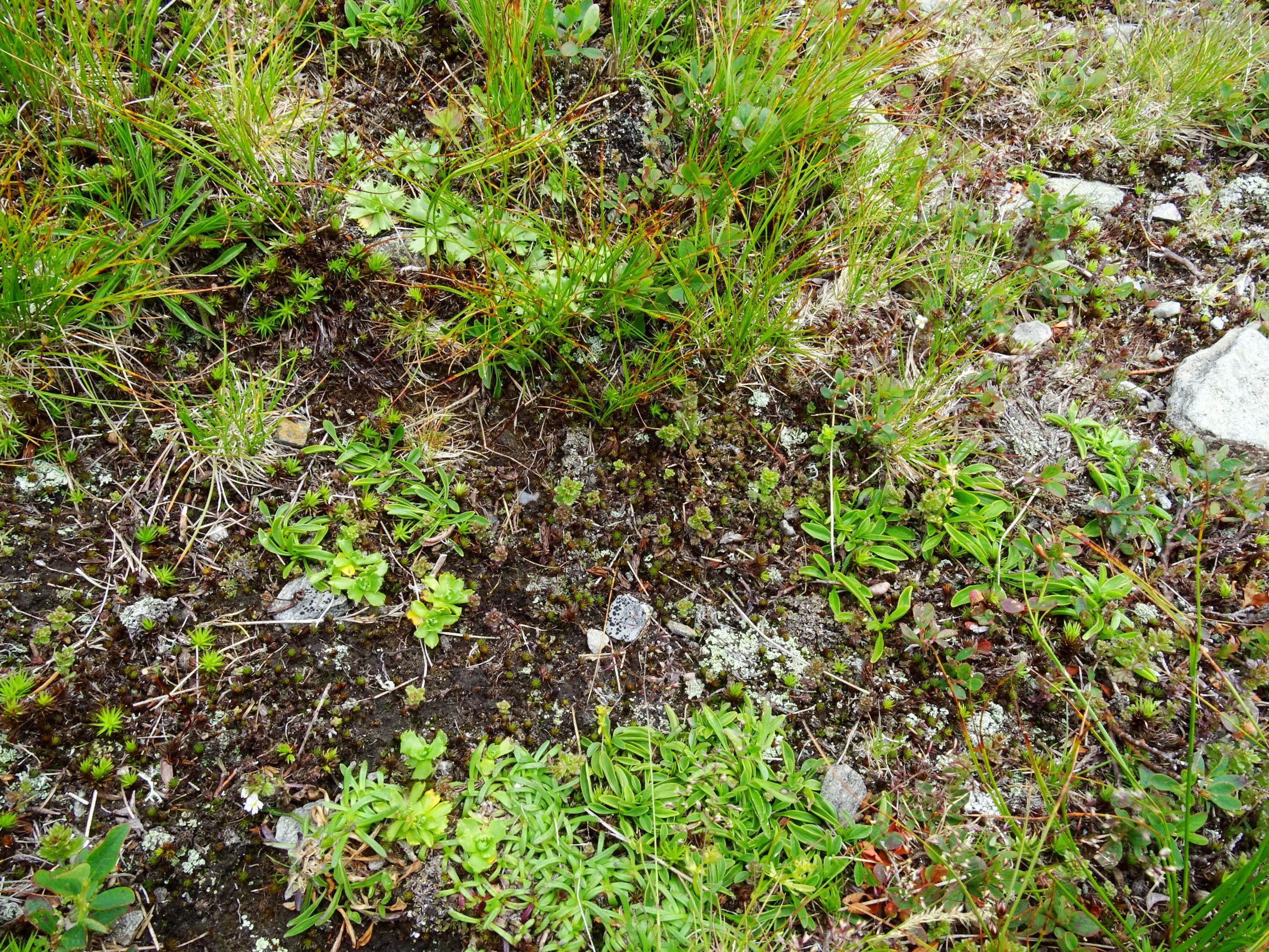 DSC09392 rappold valeriana celtica norica, primula minima, euphrasia minima etc..JPG