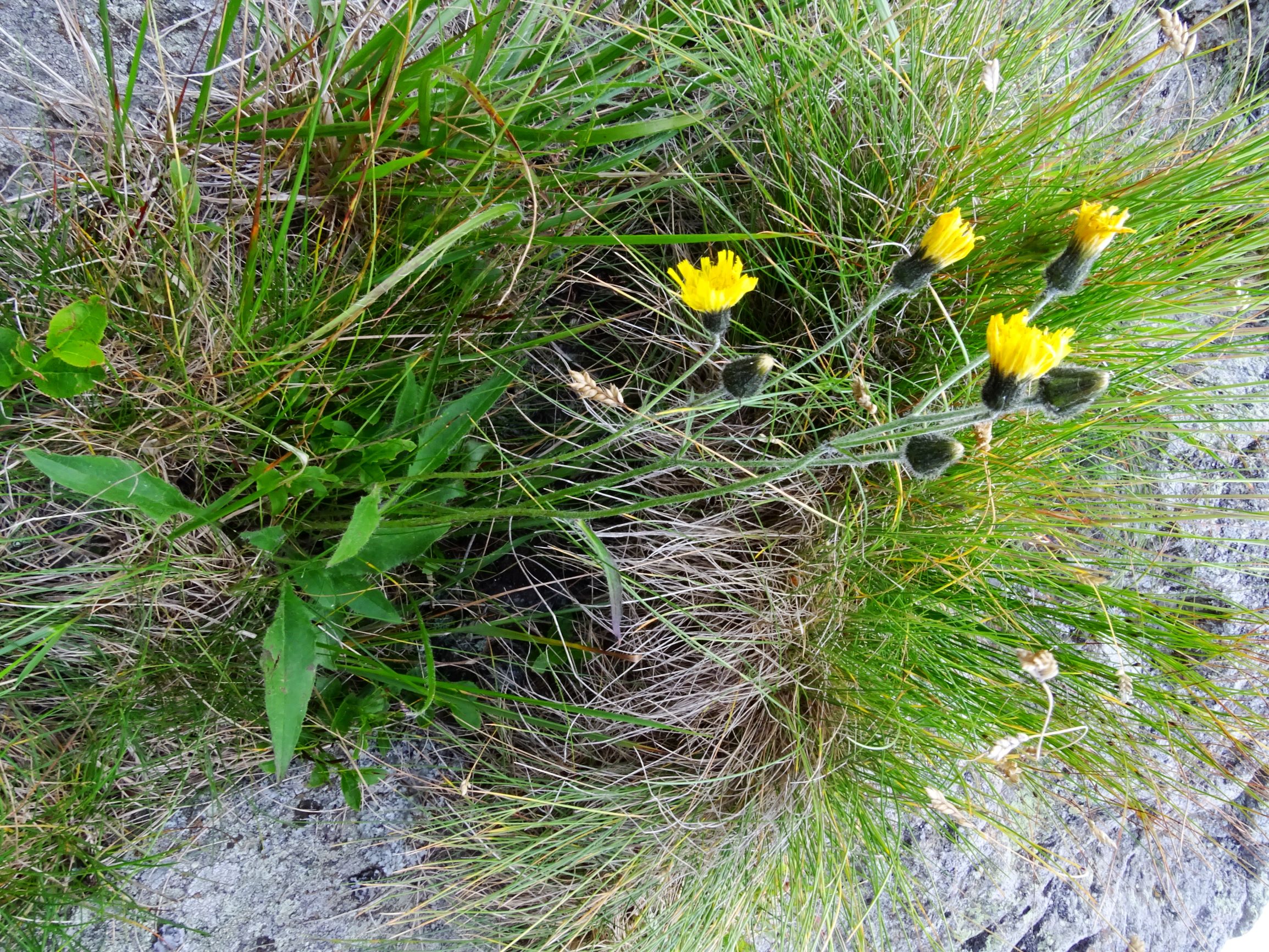 DSC09417 rappold hieracium atratum s.l..JPG